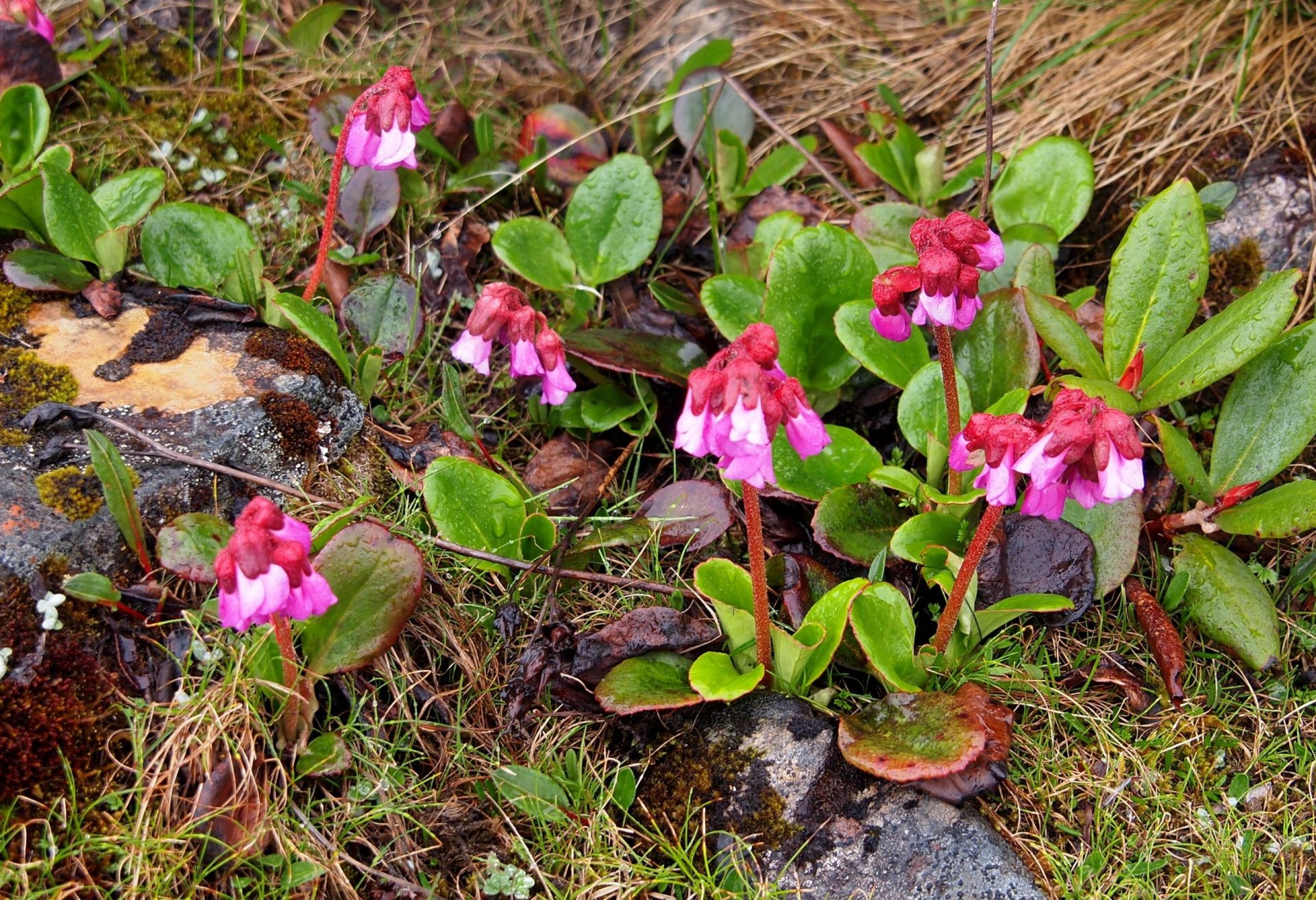 Bergenia purpurascens — Saxifragaceae