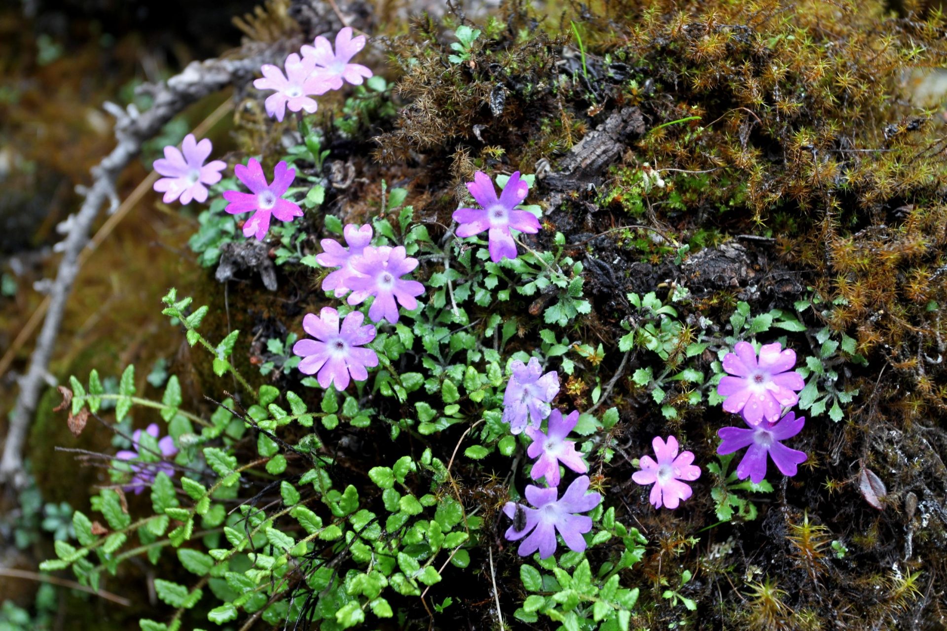 Primula flagellaris — Primulaceae