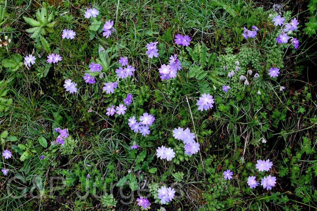 BhutanPG2011 625 01