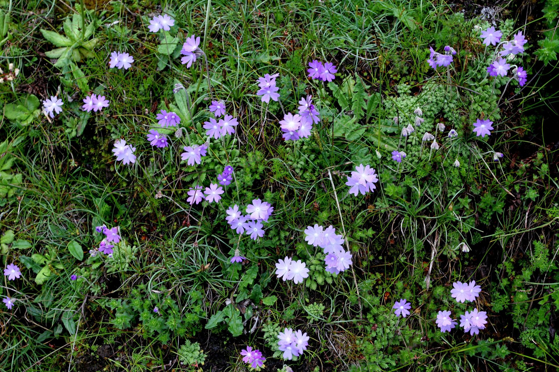 Primula primulina — Primulaceae