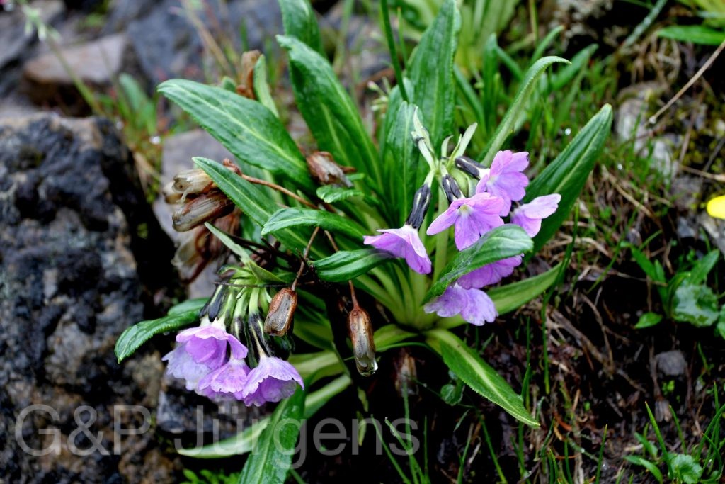 BhutanPG2011 637 01