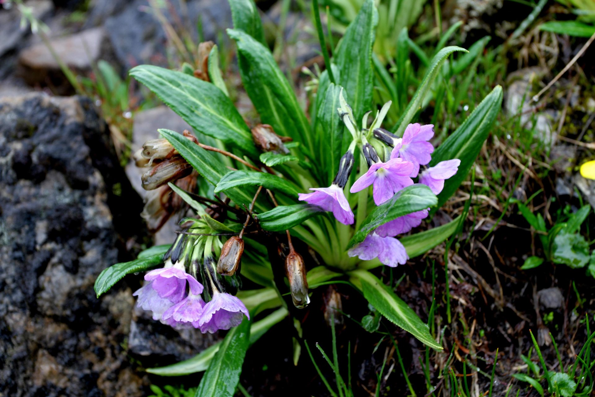 Primula megalocarpa — Primulaceae