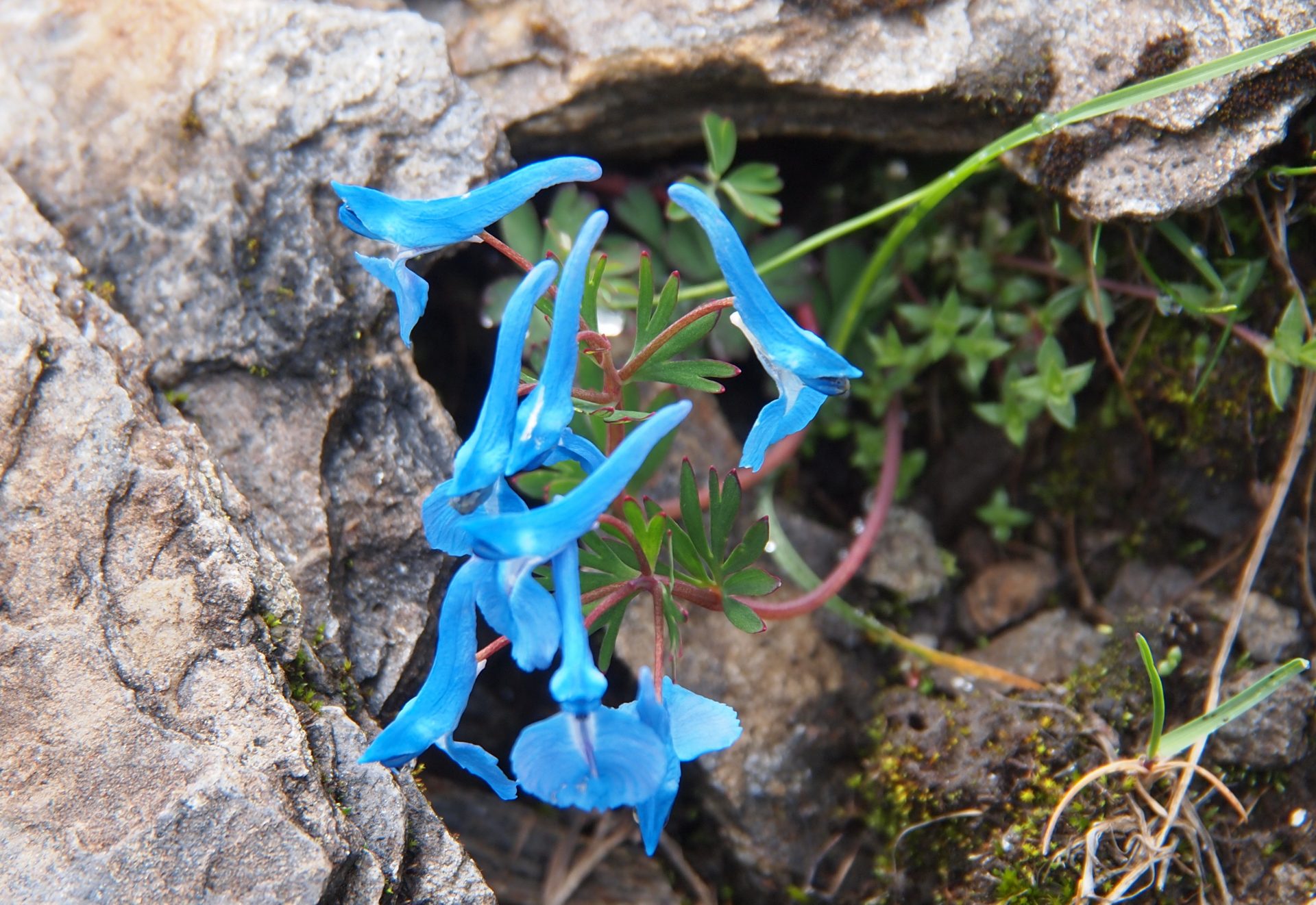 Corydalis ecristata — Papaveraceae