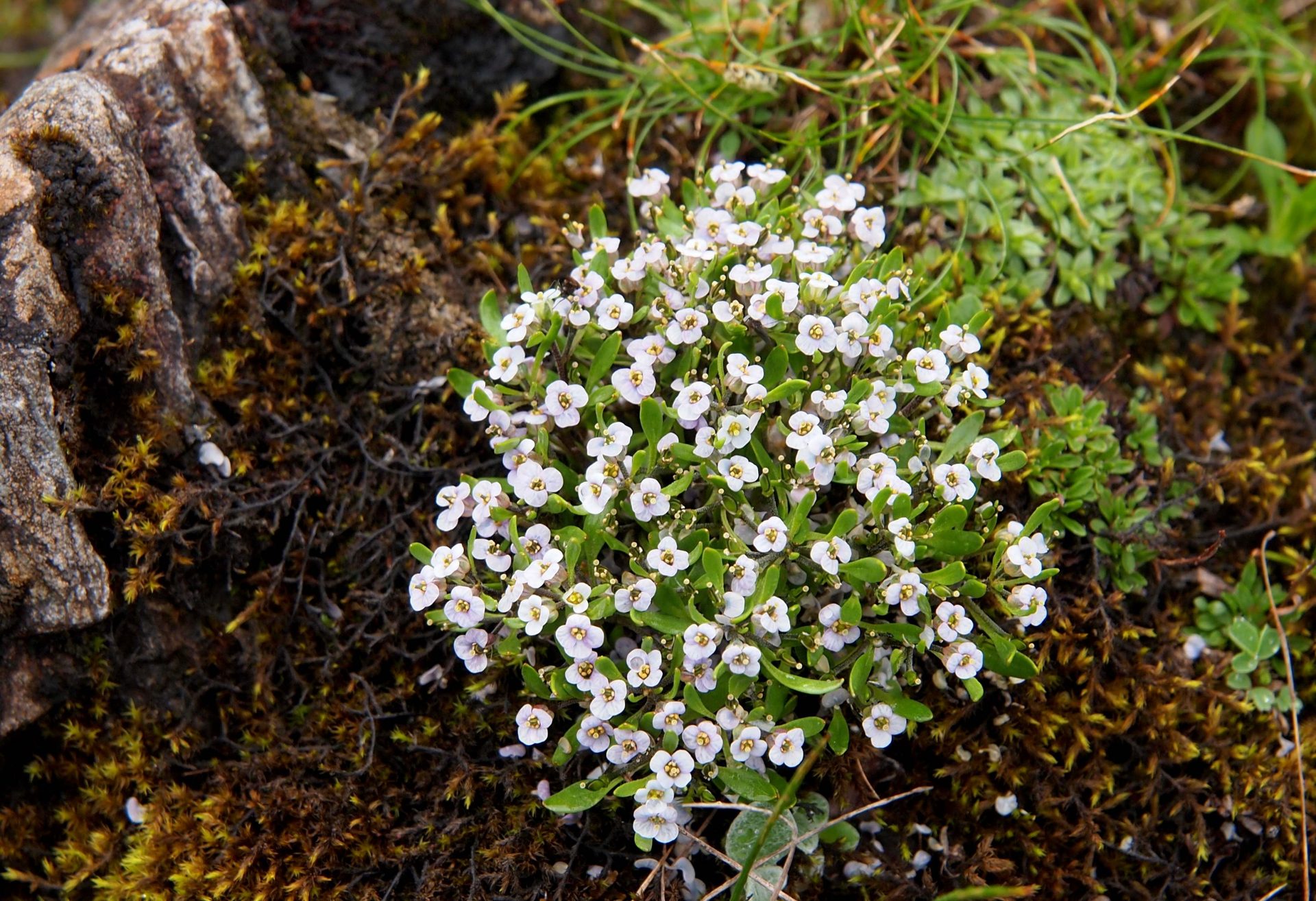 Draba oariocarpa — Brassicaceae