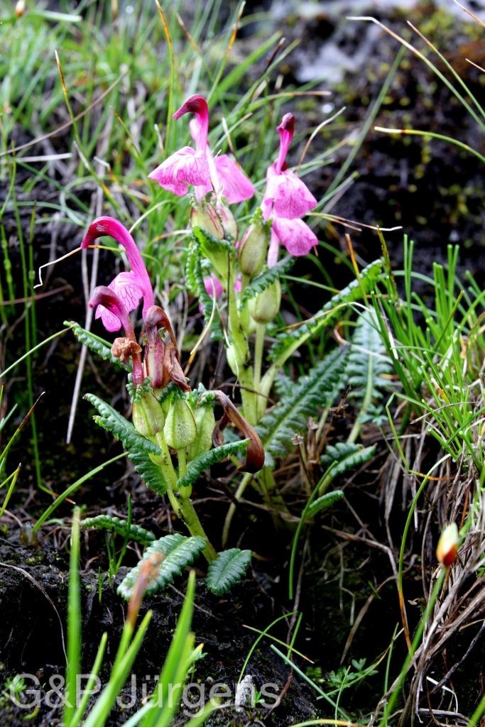 BhutanPG2011 657 01