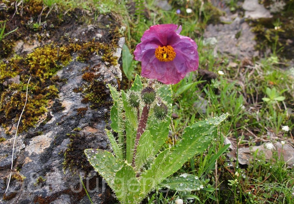 BhutanPG2011 664
