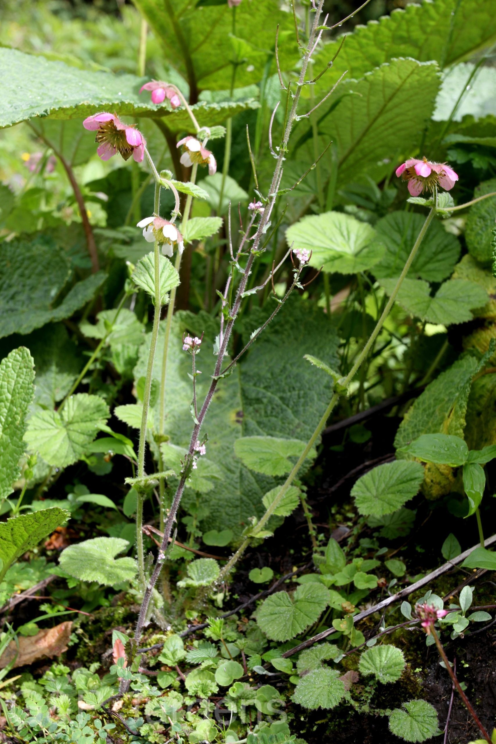 Geum sikkimense — Rosaceae