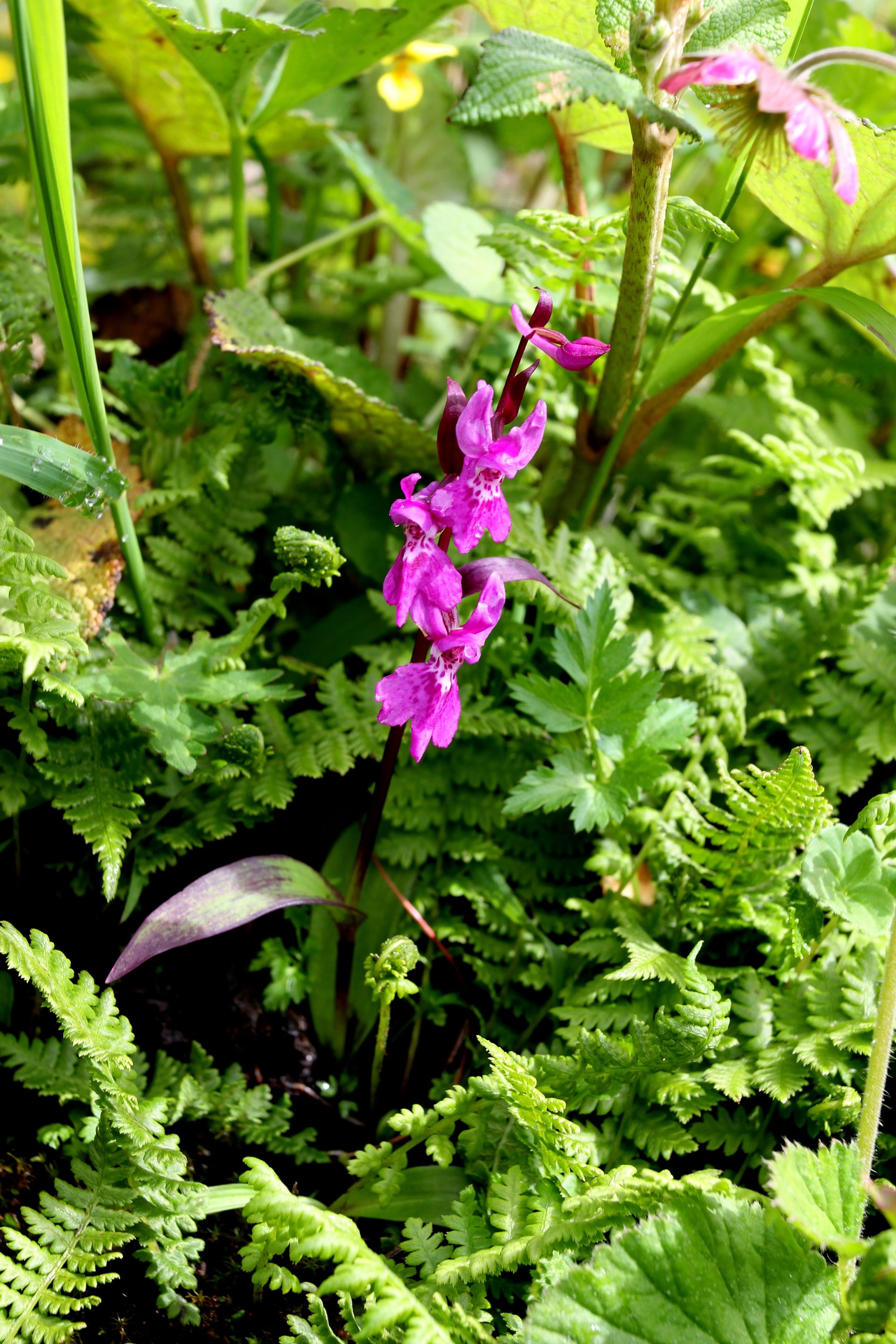 Hemipilia chusua — Orchideaceae