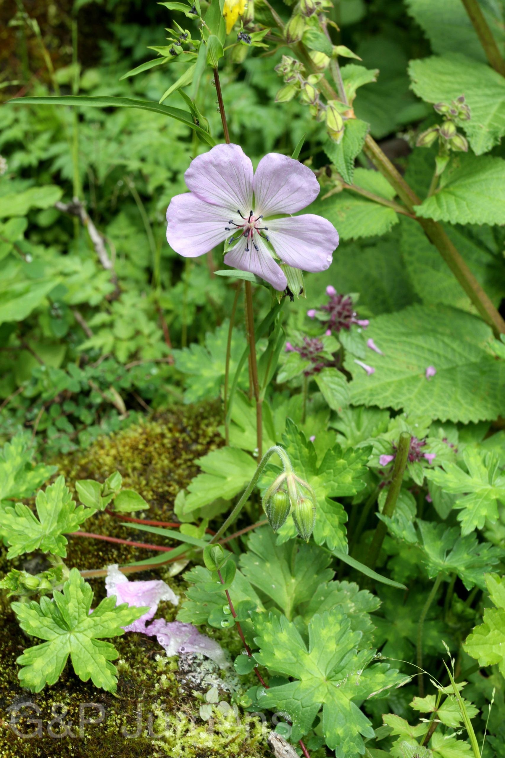 Geranium lambertii — Geraniaceae