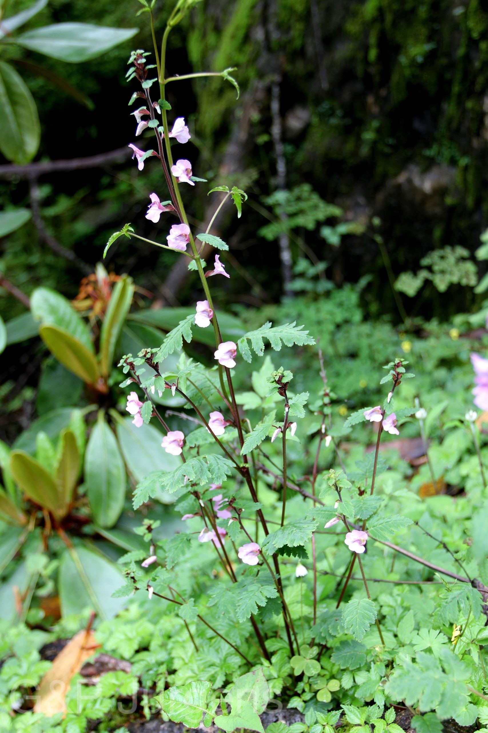 Pedicularis furfuracea — Orobanchaceae
