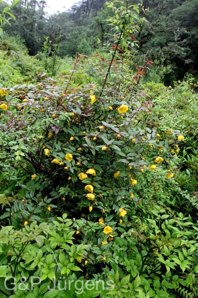 BhutanPG2011 695 01 01