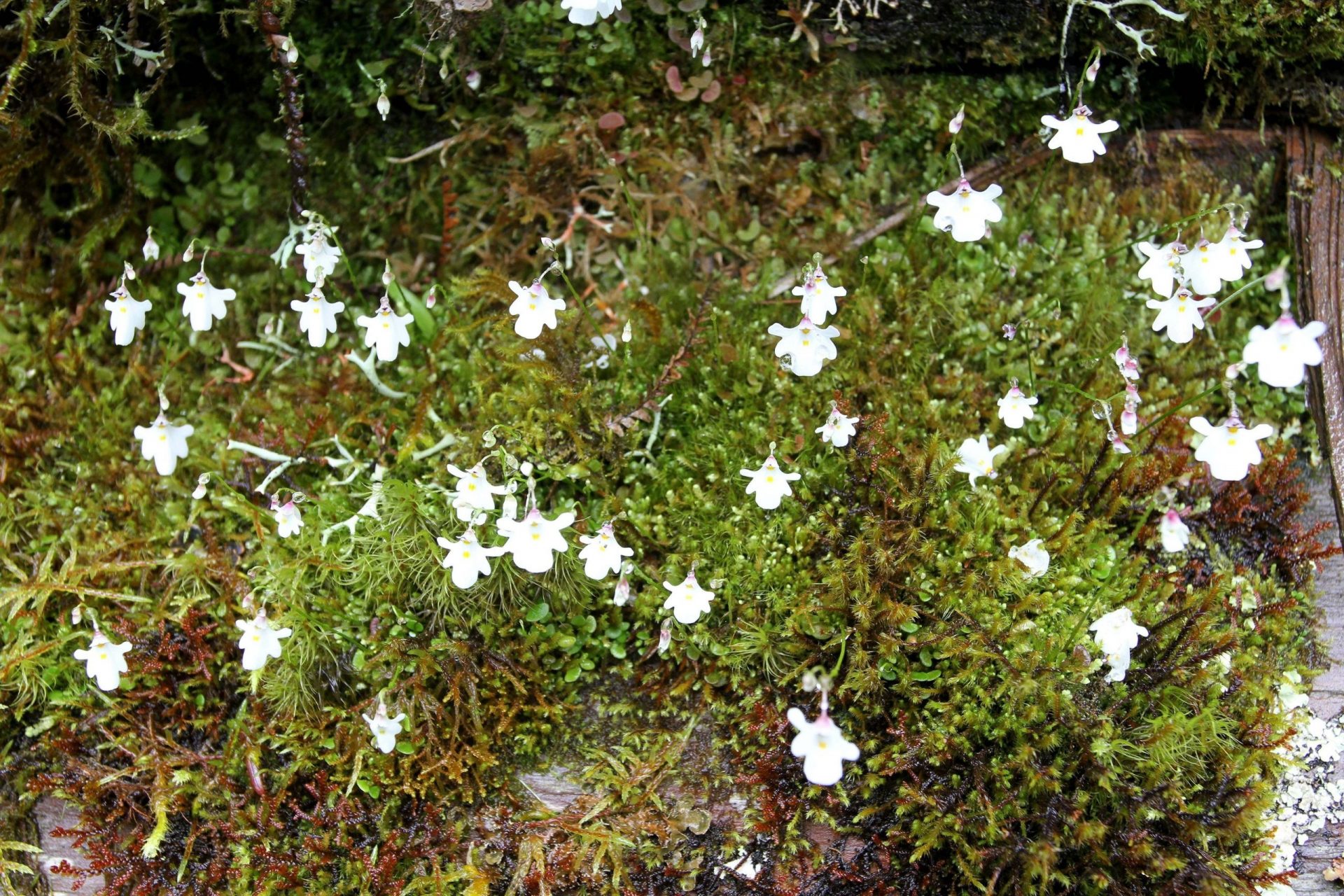 Utricularia brachiata — Lentibulariaceae