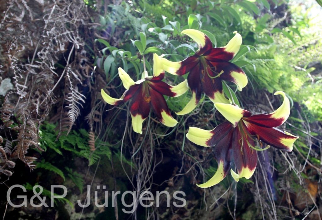BhutanPG2011 703 01 01