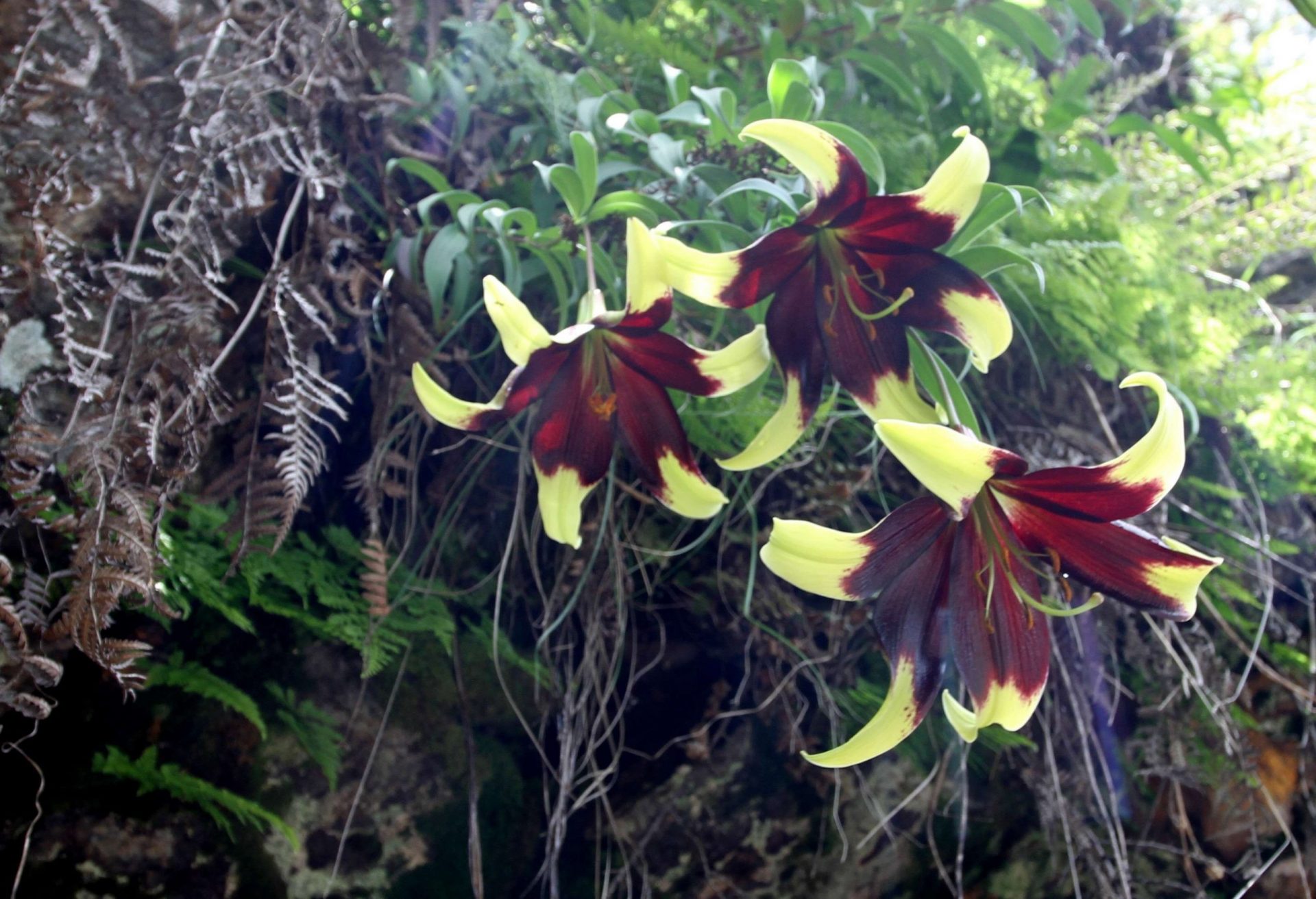 Lilium nepalense — Liliaceae