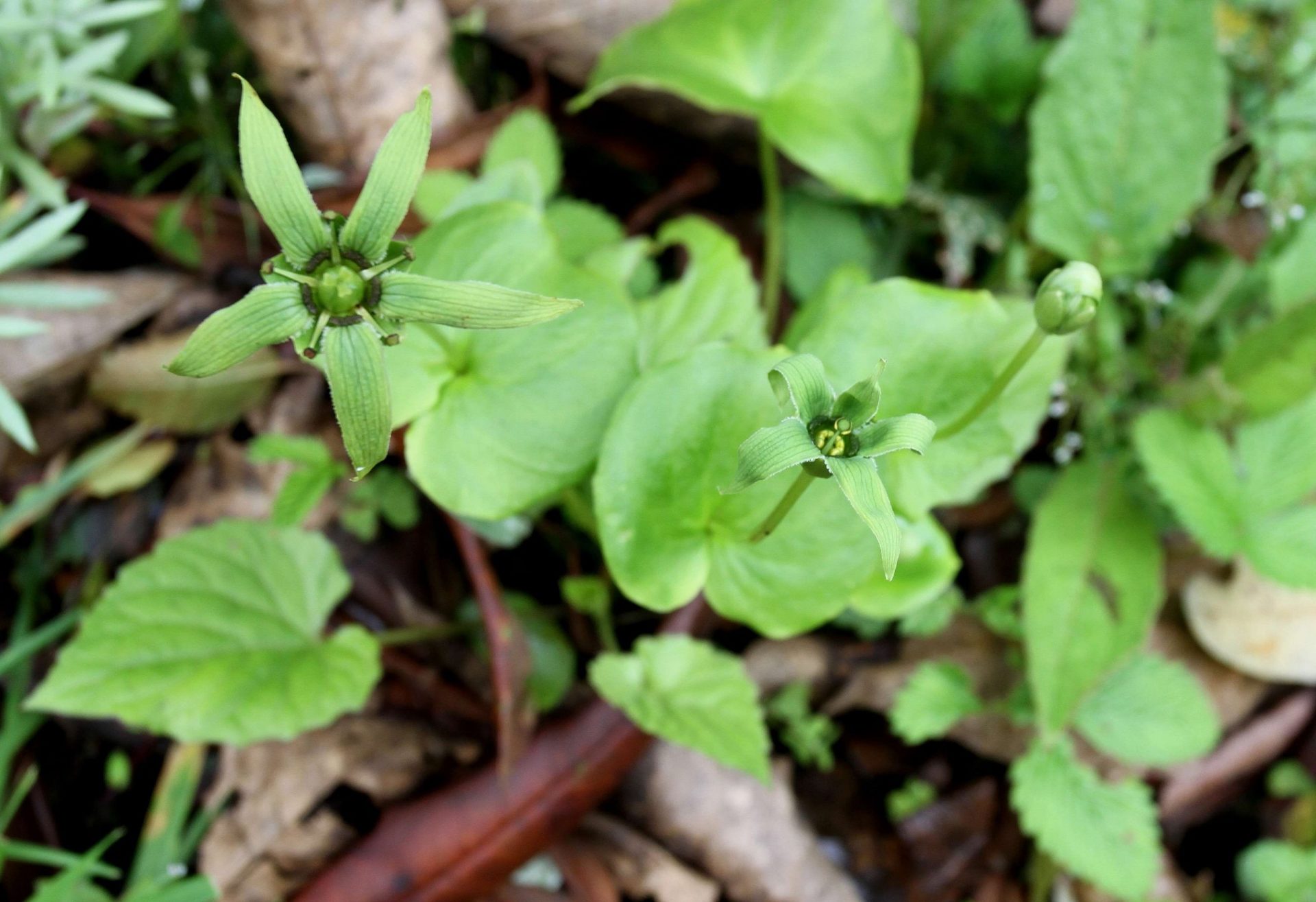 Parnassia longipetala — Celastraceae