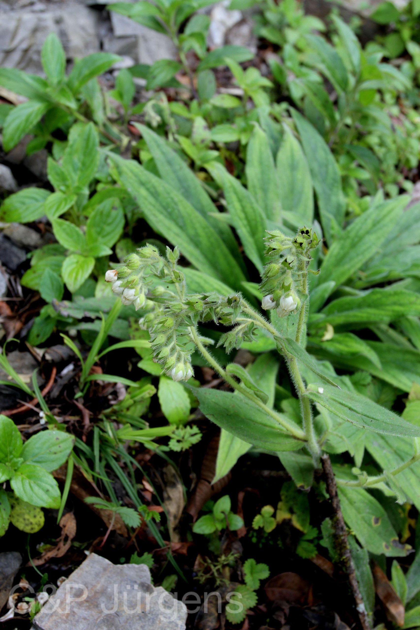 Onosma griersonii — Boraginaceae