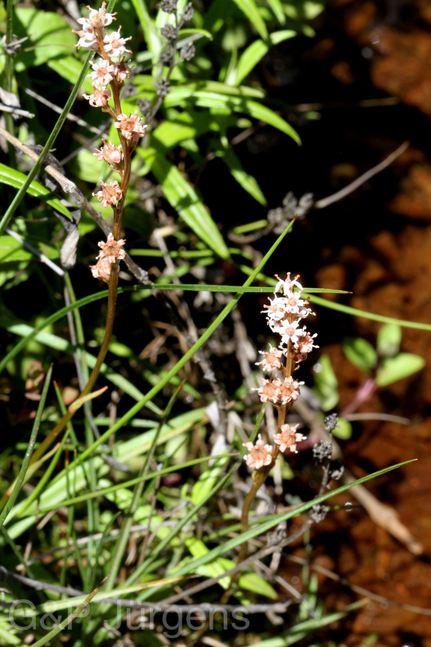 Aletris gracilis — Nartheciaceae