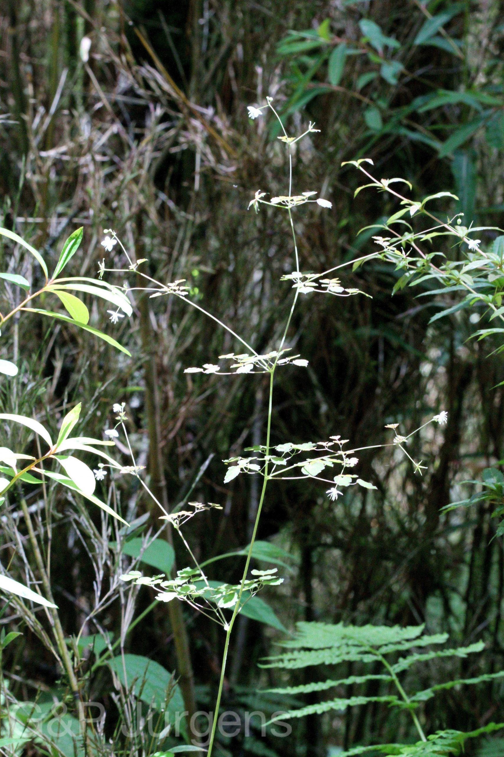 Thalictrum rostellatum — Ranunculaceae