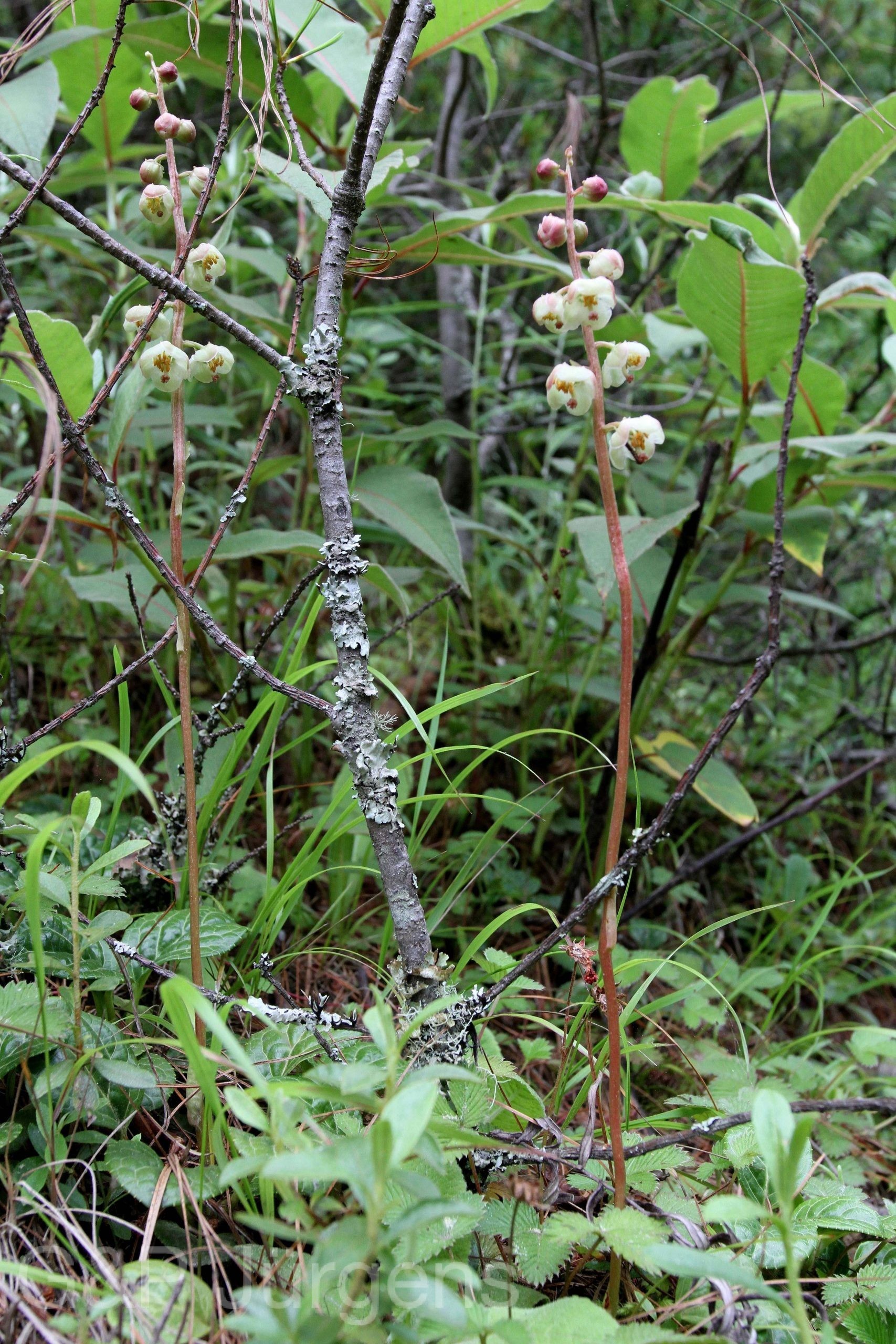 Pyrola asarifolia subsp. asarifolia — Pyrolaceae