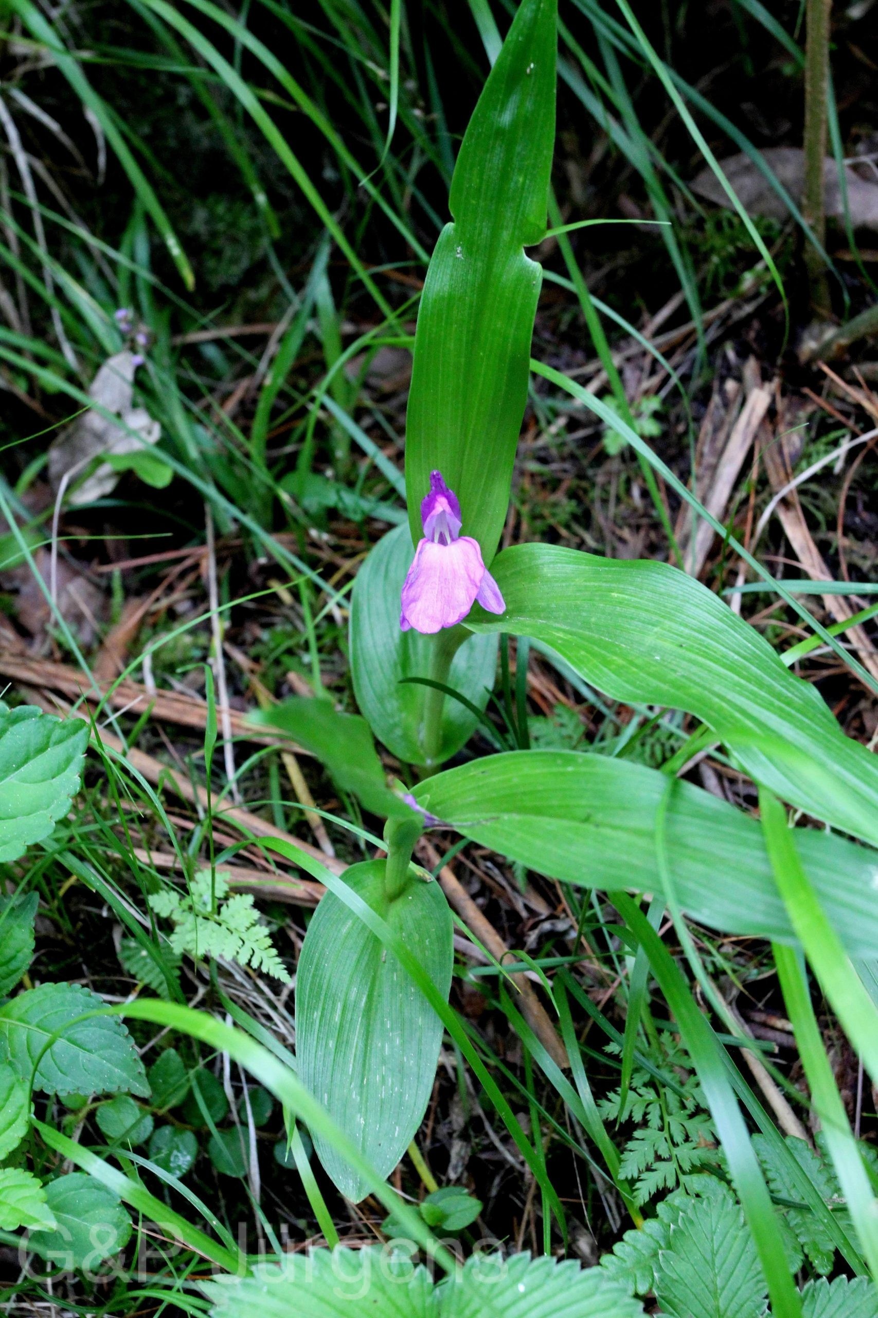 Roscoea bhutanica — Zingiberacaea