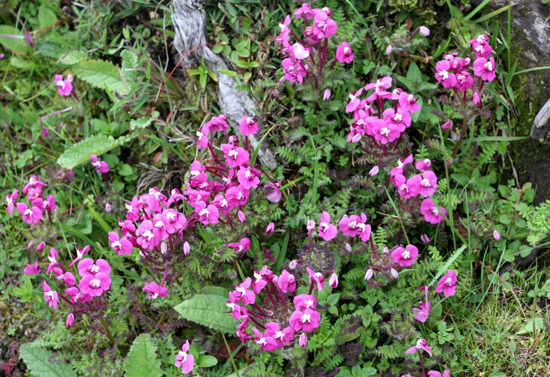 Pedicularis siphonantha — Orobanchaceae
