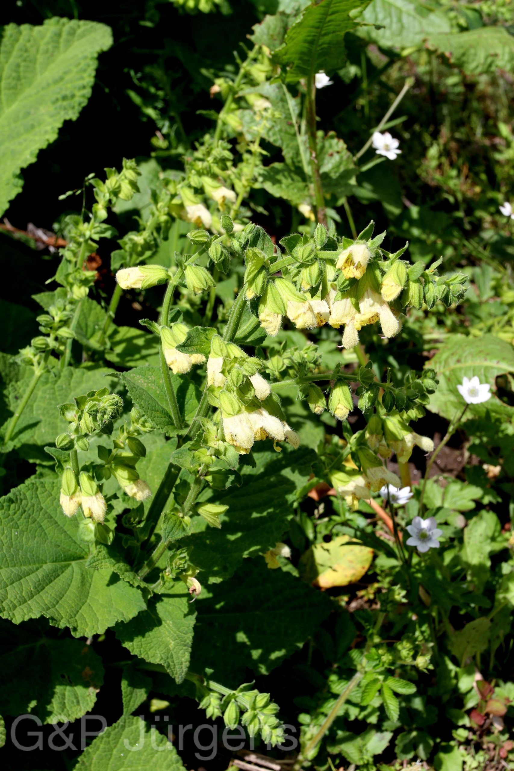 Salvia campanulata — Lamiaceae