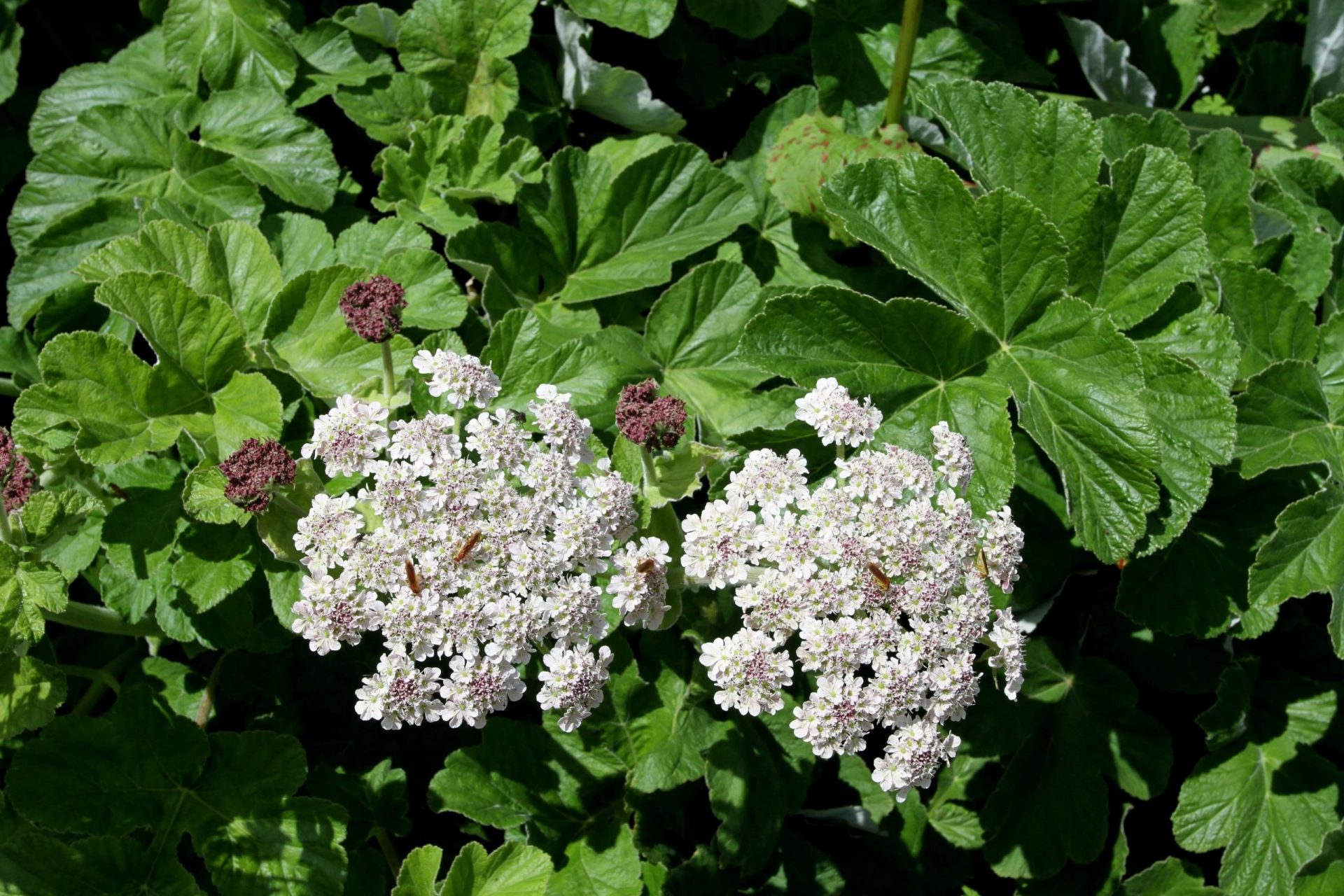 Heracleum candidans var. obtusifolium — Apiaceae