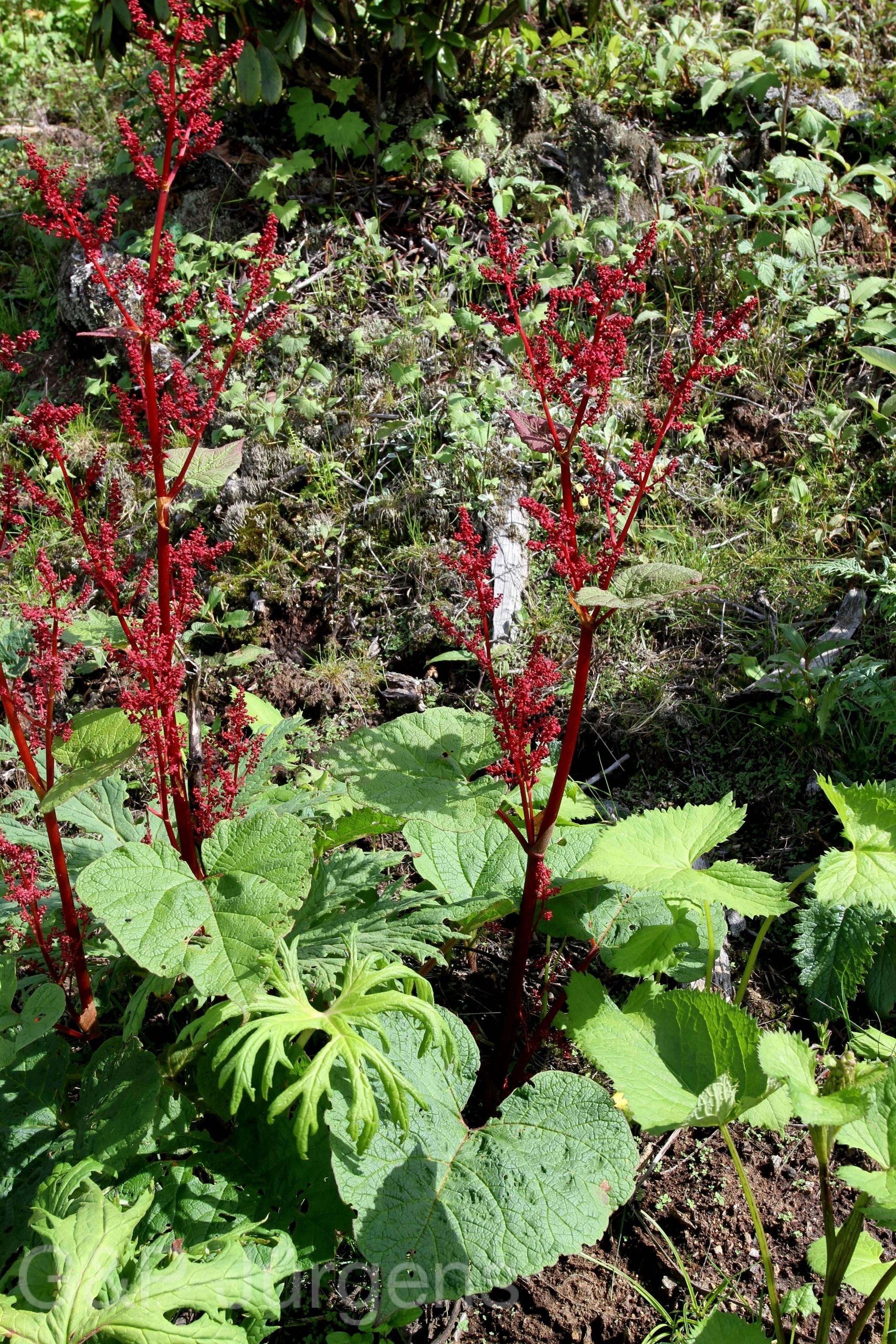 Rheum acuminatum — Polygonaceae