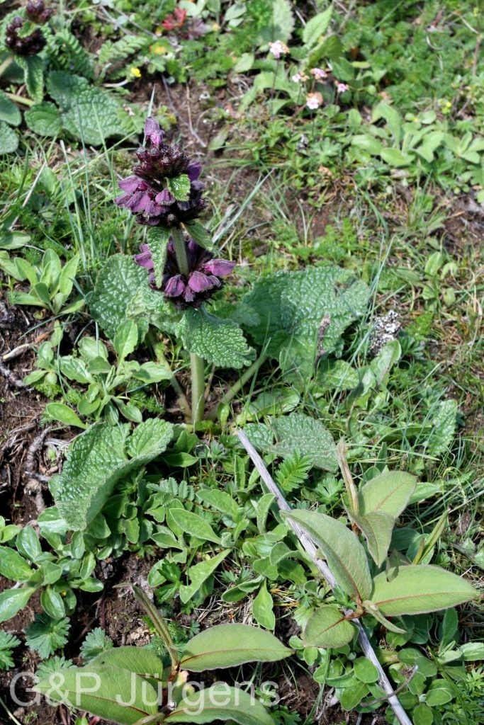 BhutanPG2011 781 01 01