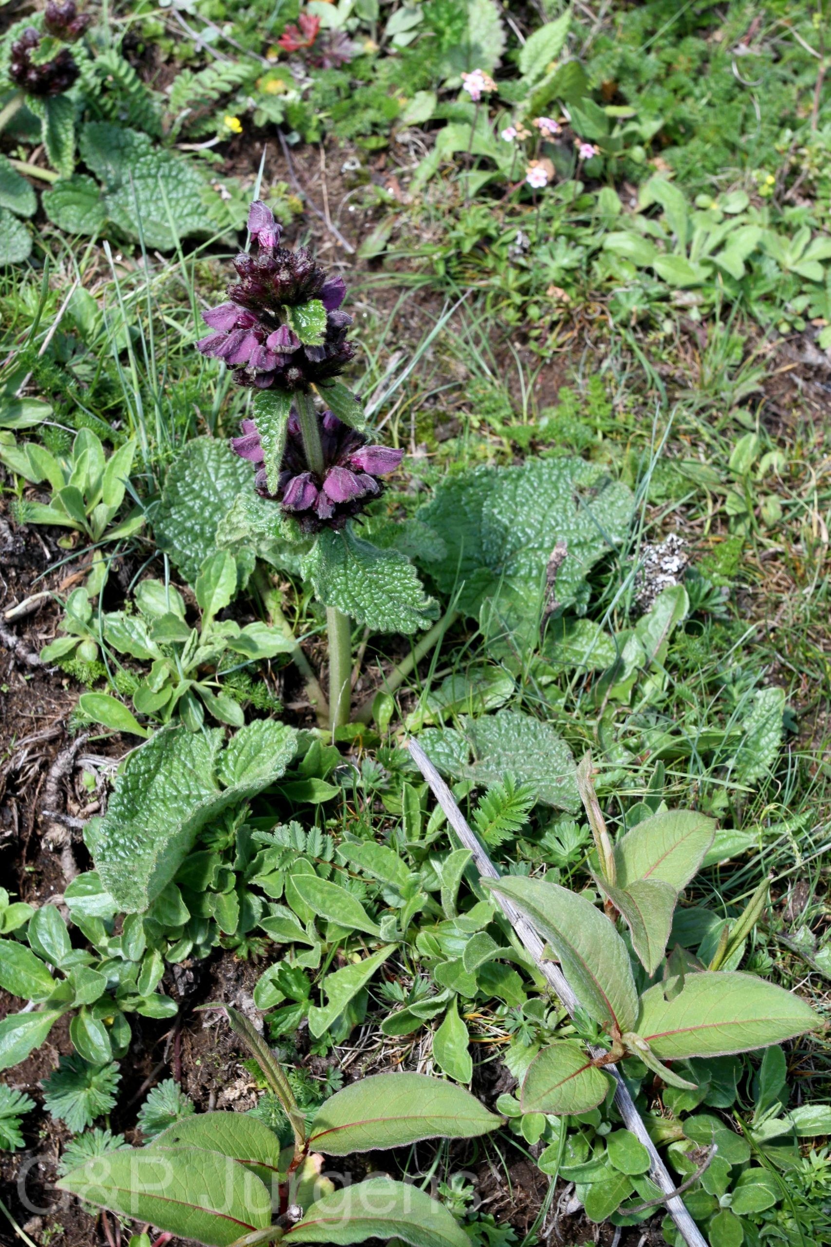 Phlomoides breviflora — Lamiaceae