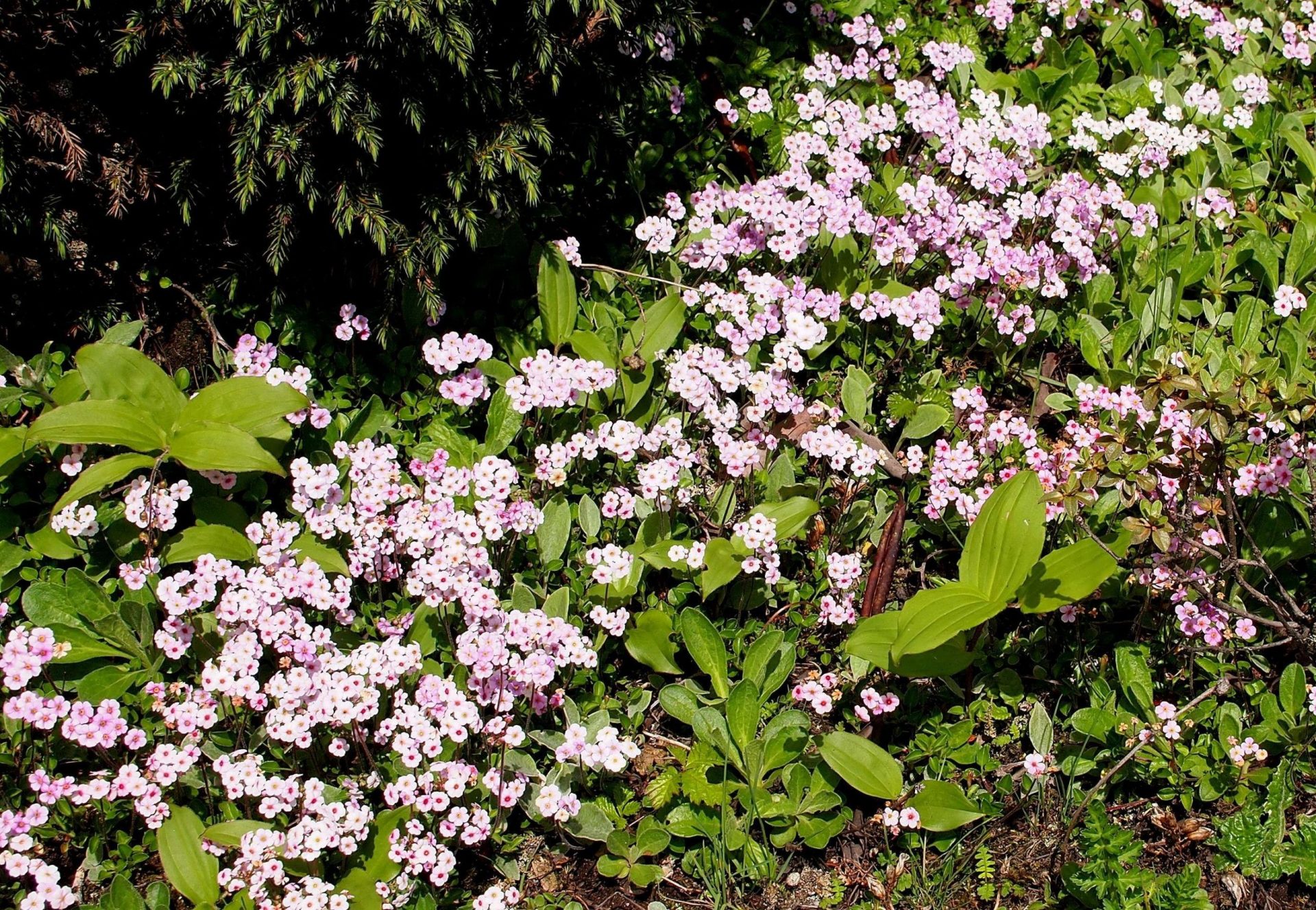 Androsace hookeriana — Primulaceae