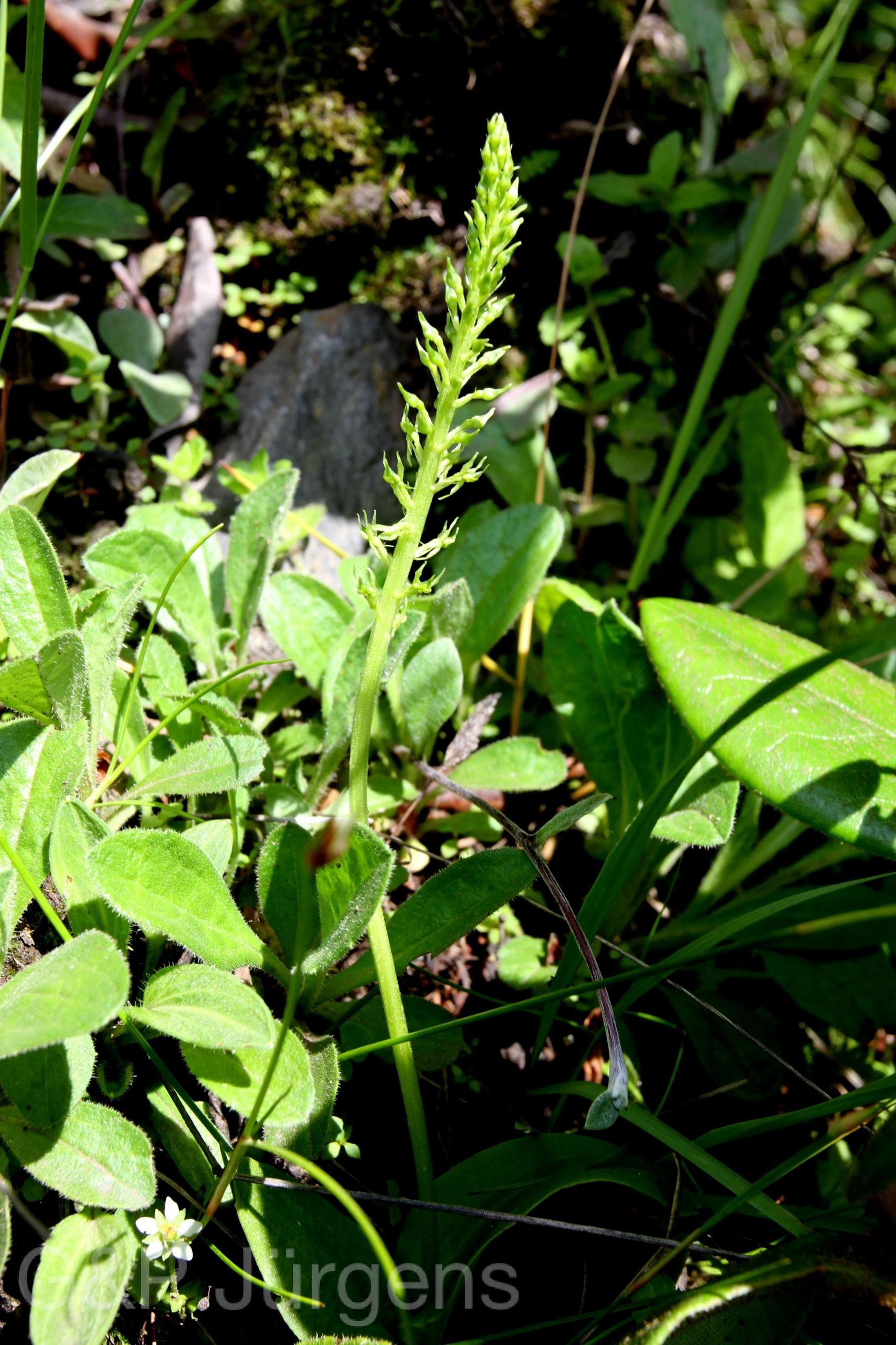 Malaxis muscifera — Orchideaceae