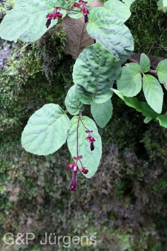BhutanPG2011 78 ergebnis 1