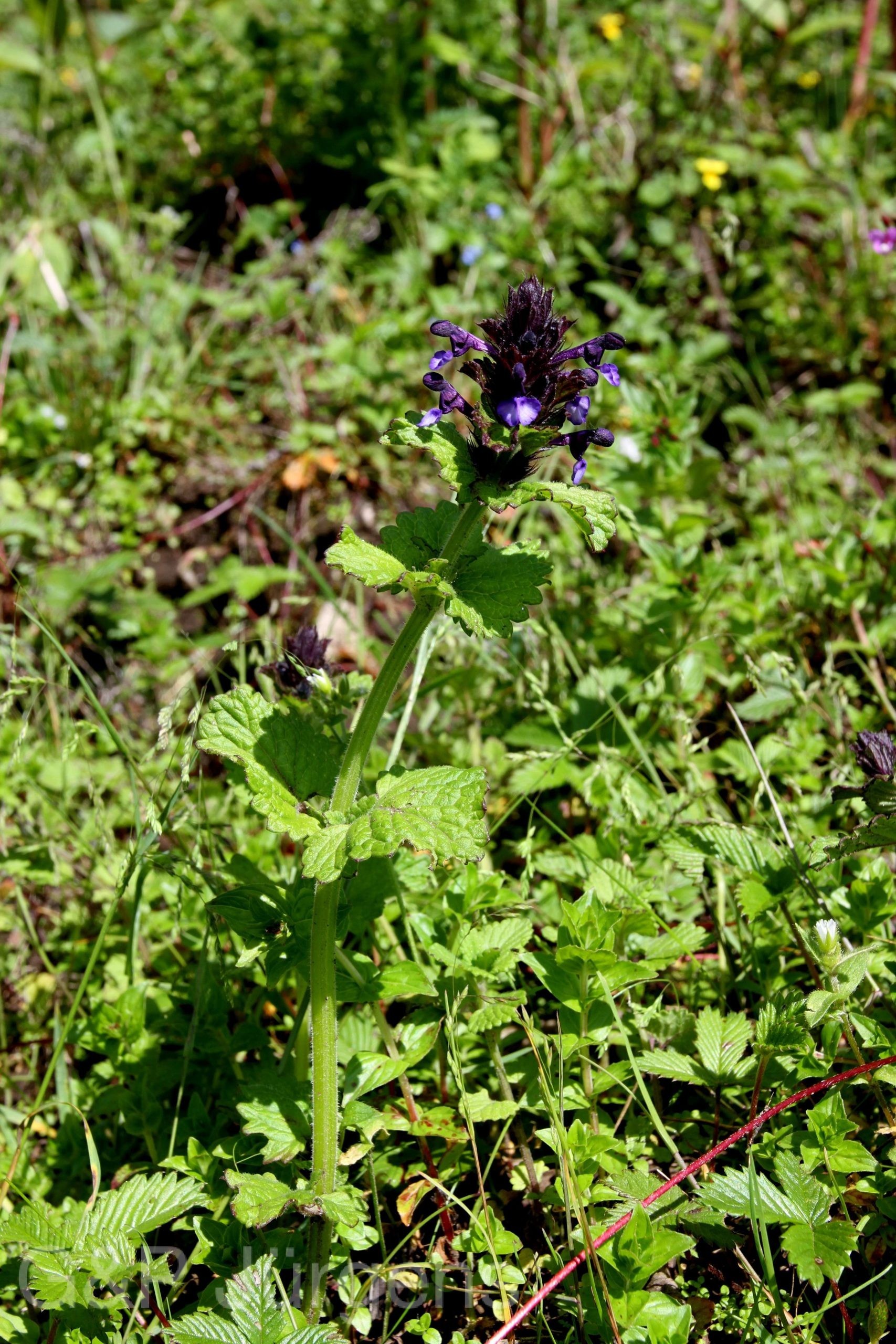 Dracocephalum wallichii — Lamiaceae