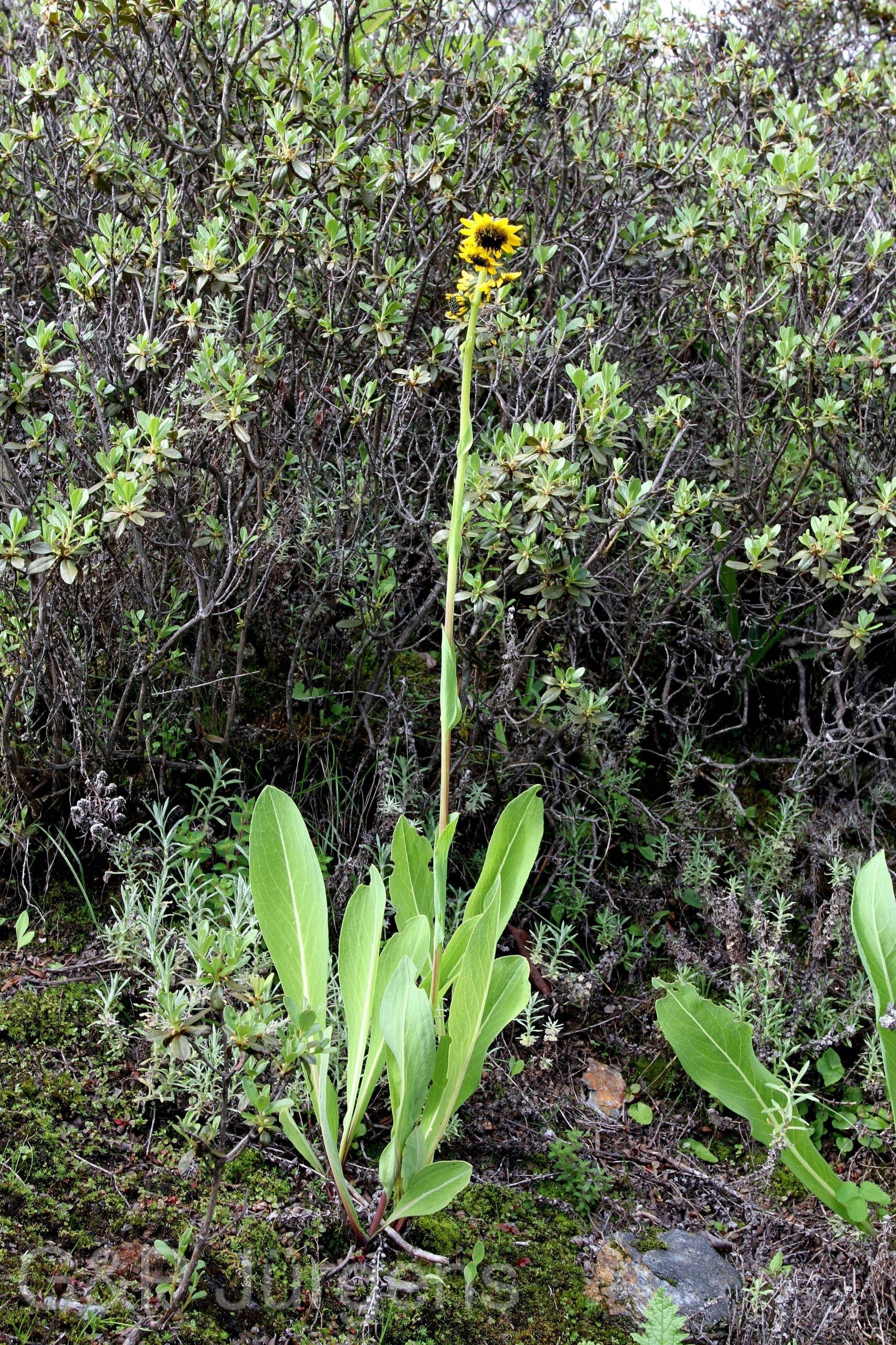 Ligularia virgaurea — Asteraceae