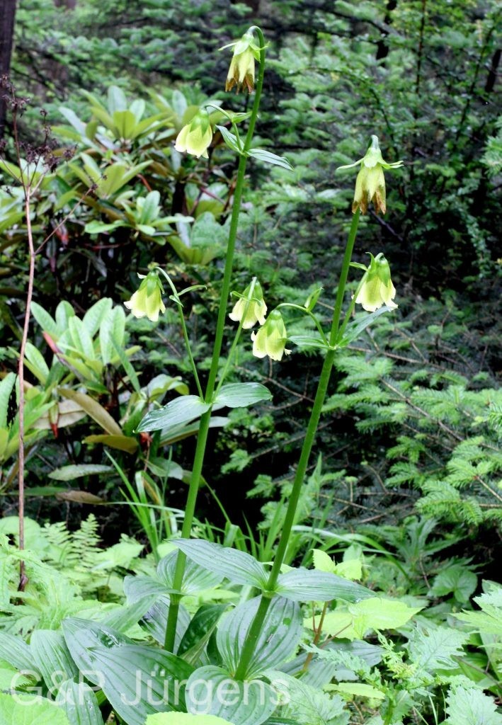 BhutanPG2011 807 01 01