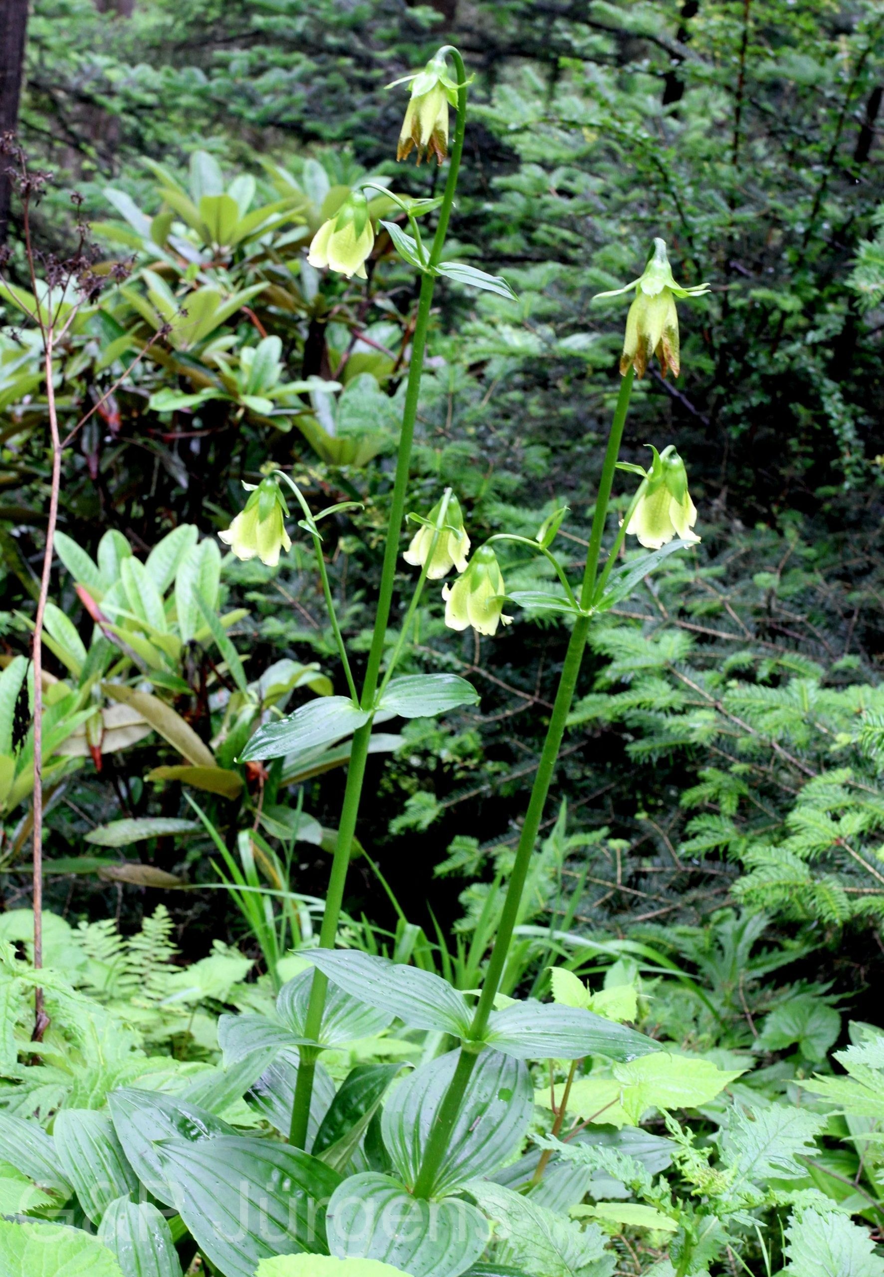 Megacodon stylophorus — Gentianaceae