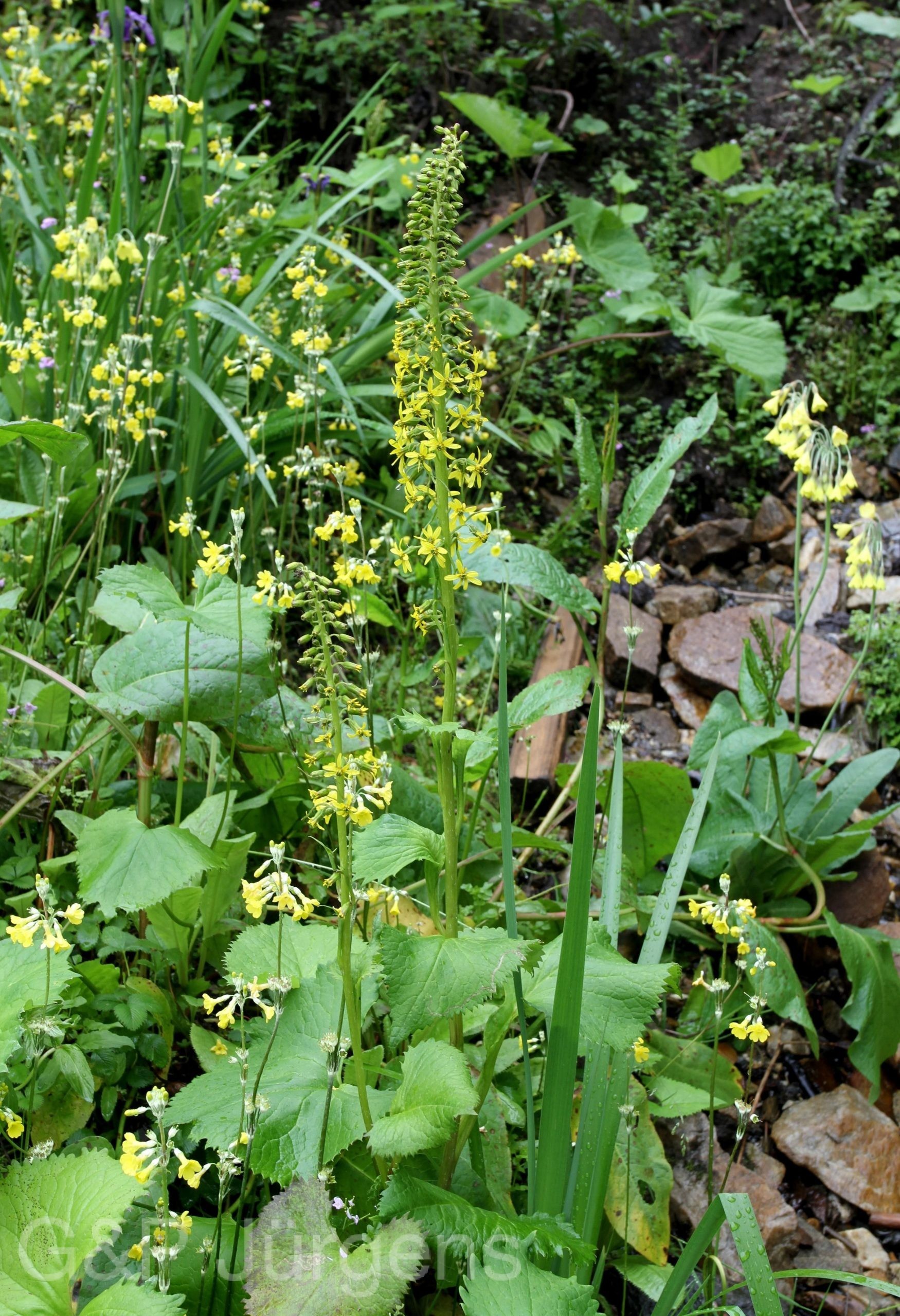 Ligularia fischeri — Asteraceae