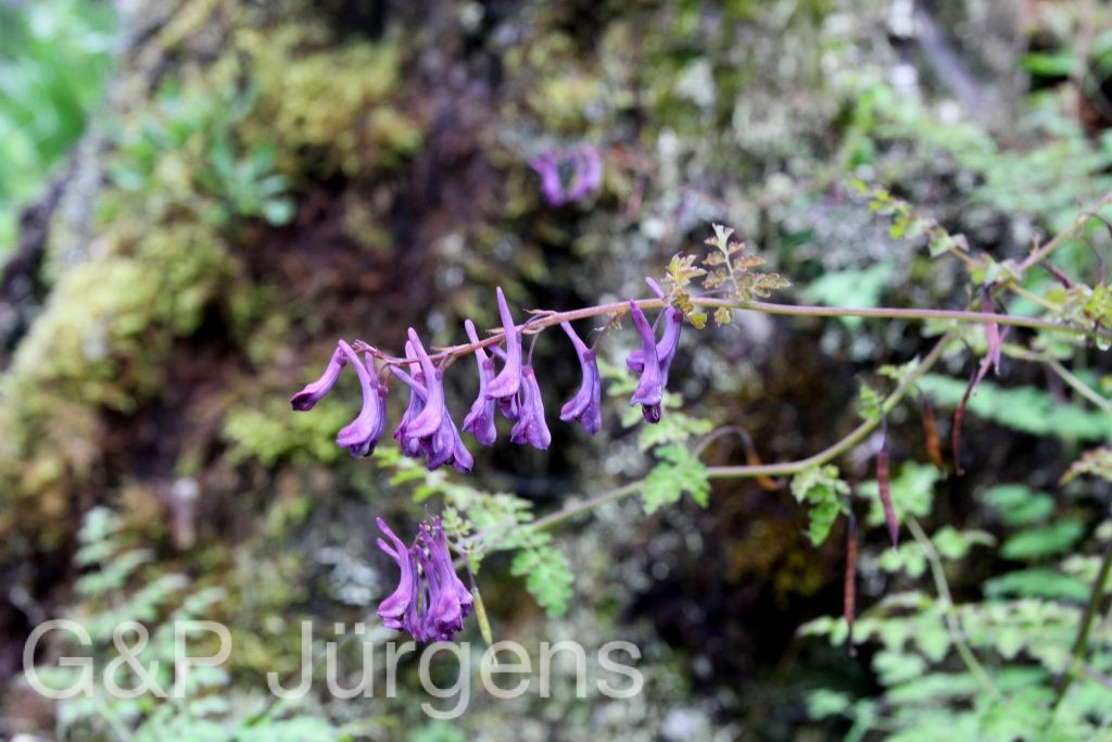 BhutanPG2011 814 01 01