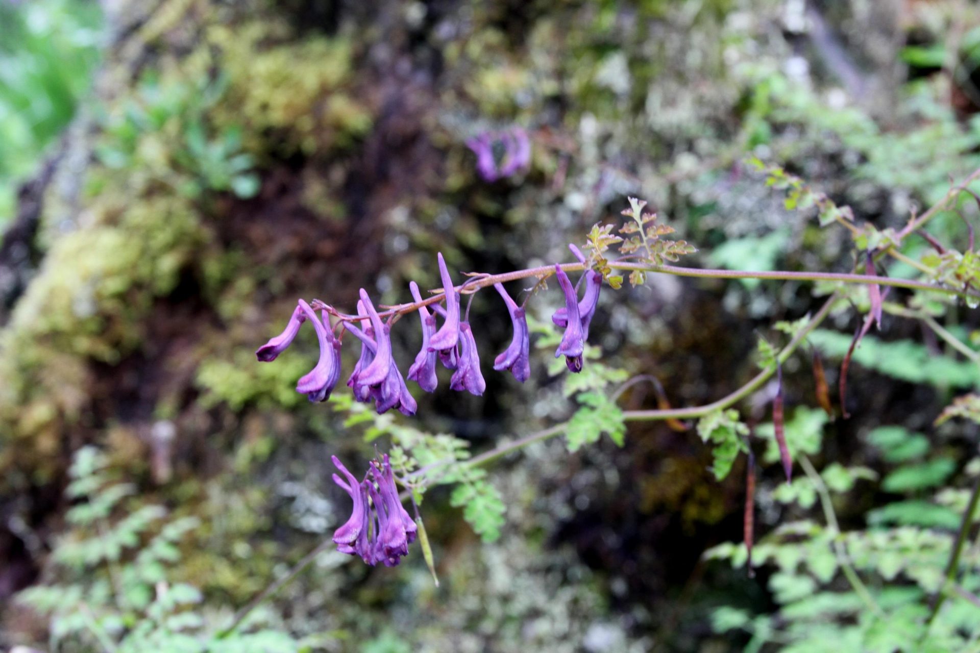 Corydalis flaccida — Papaveraceae