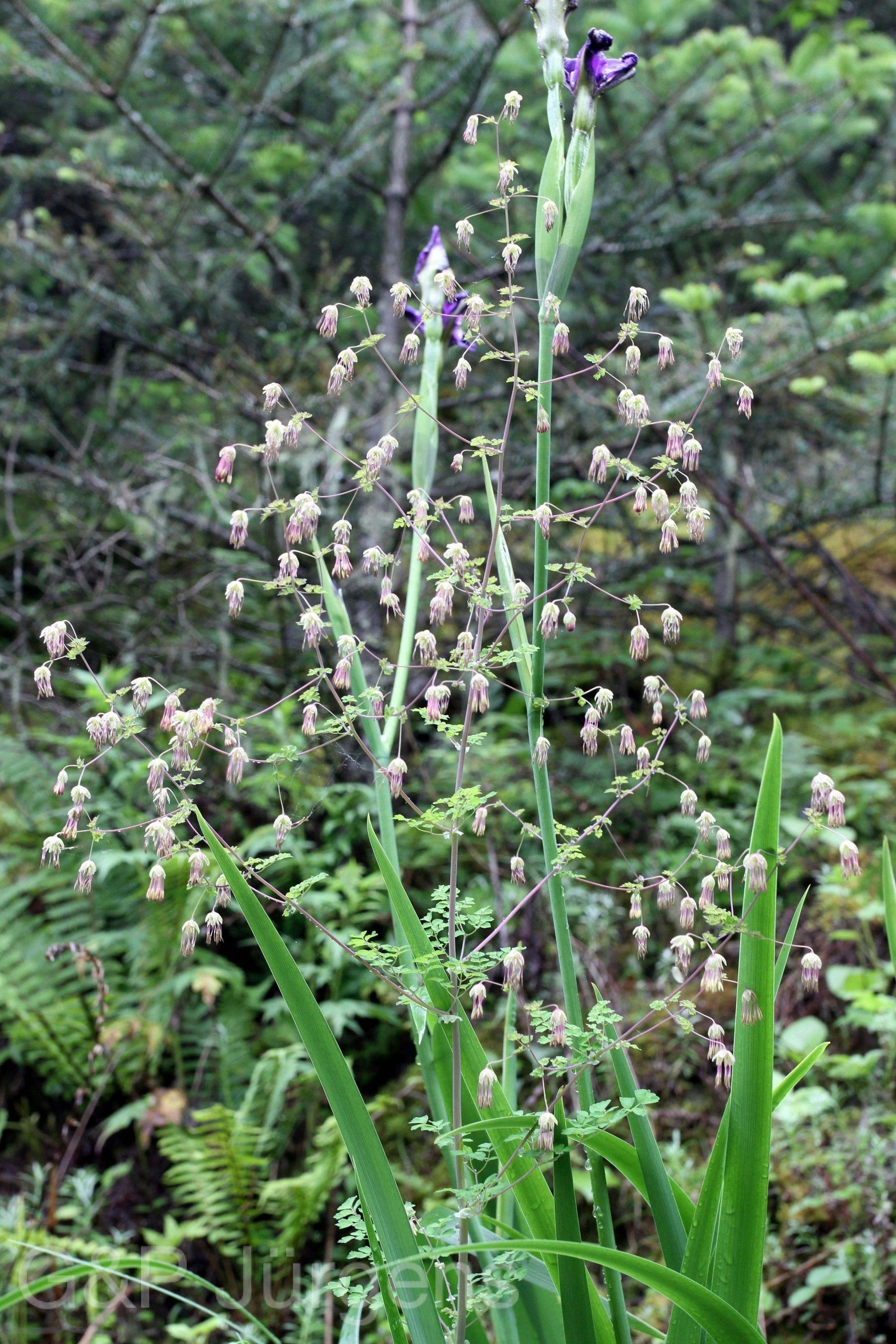 Thalictrum leuconotum — Ranunculaceae