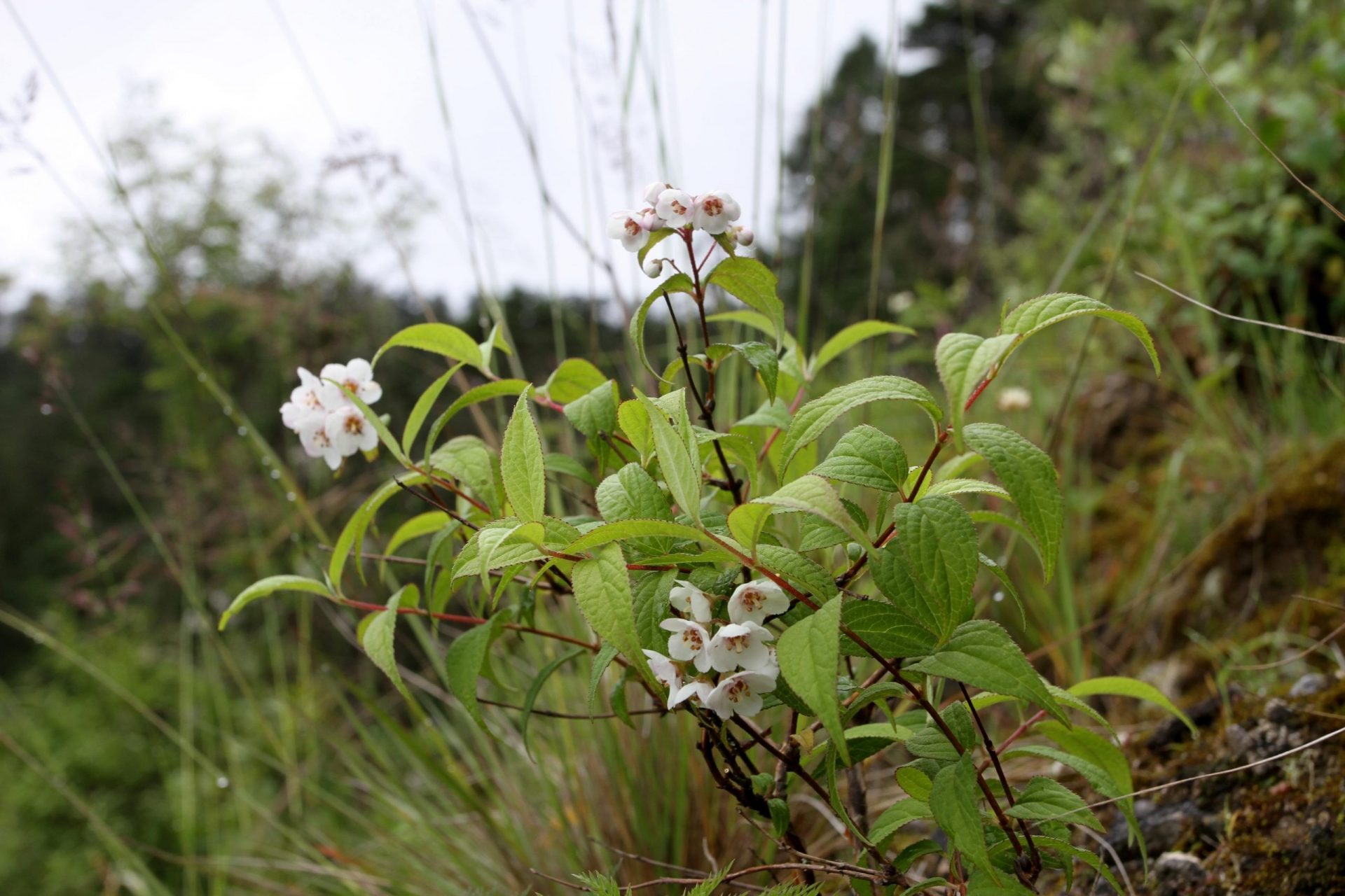 Deutzia corymbosa — Hydrangeaceae