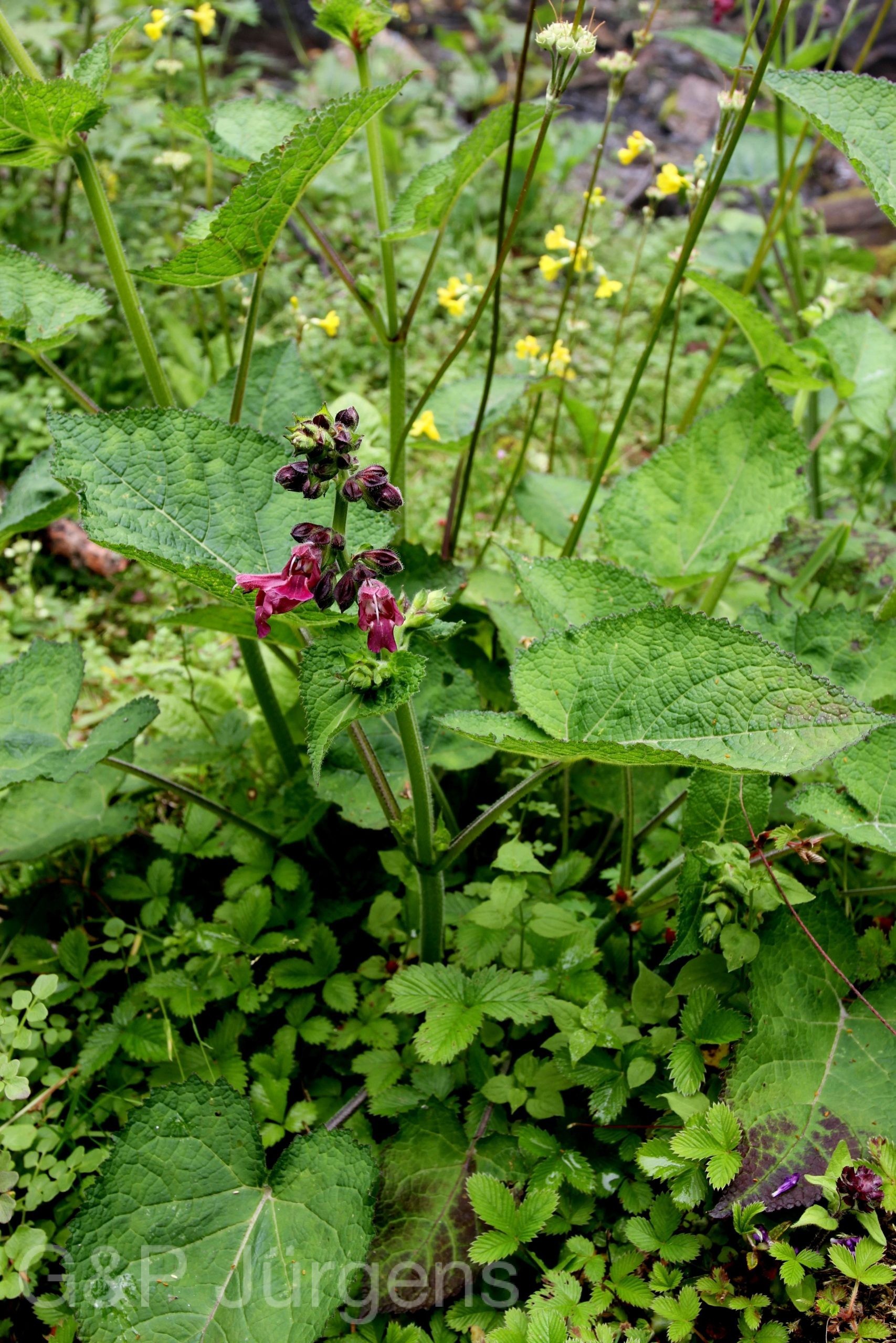 Salvia castanea — Lamiaceae