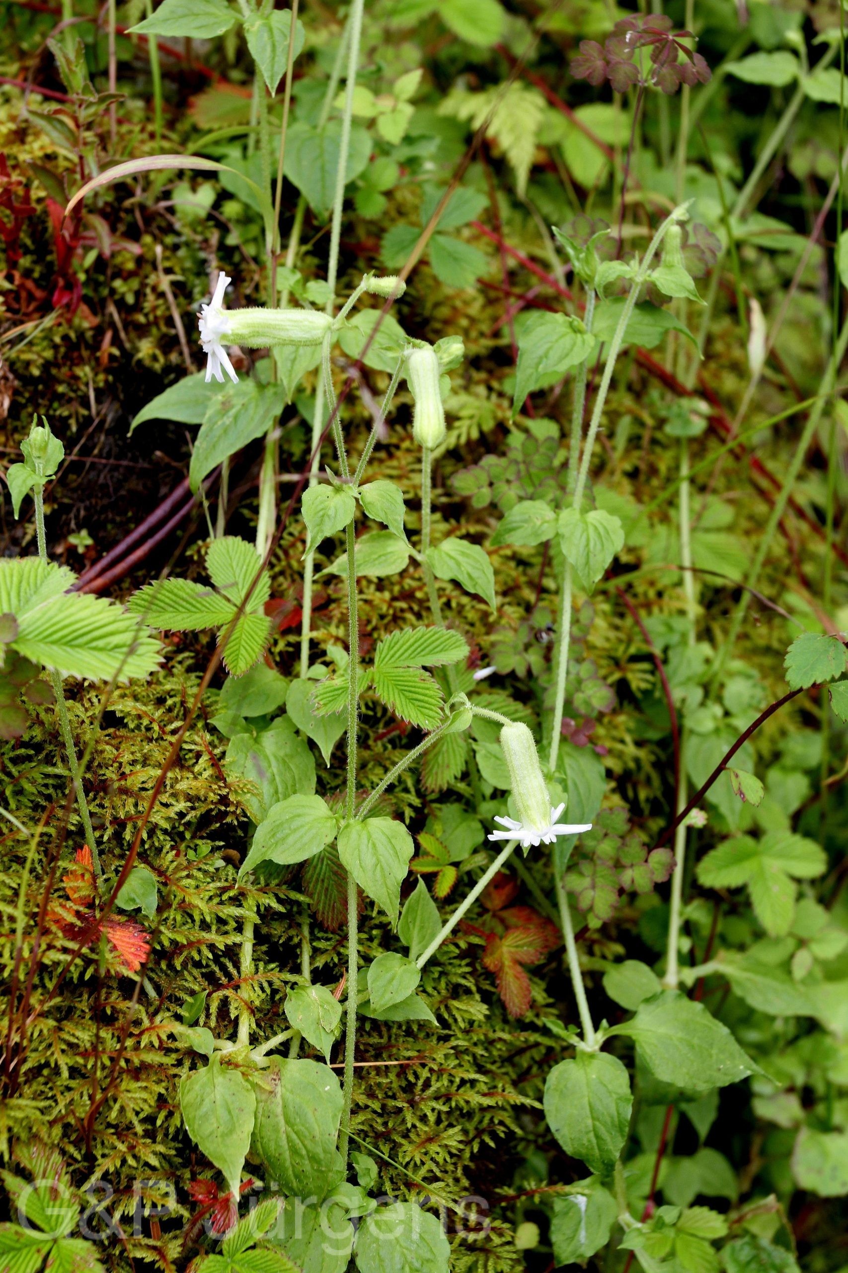 Silene stracheyi — Caryophyllaceae