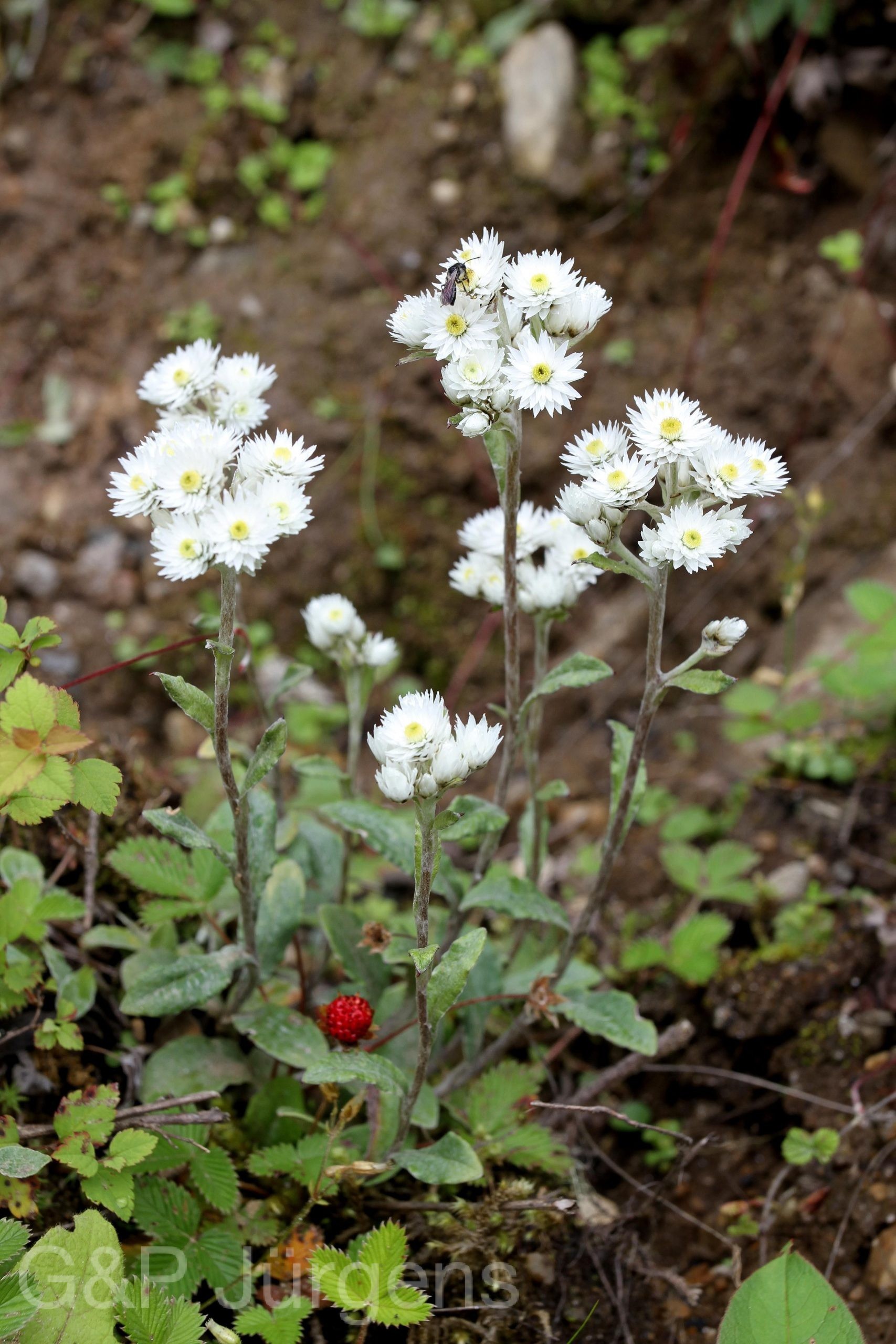 Anaphalis busua — Asteraceae