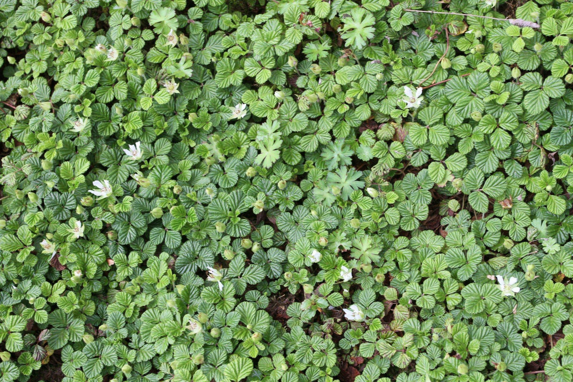 Rubus fockeanus — Rosaceae