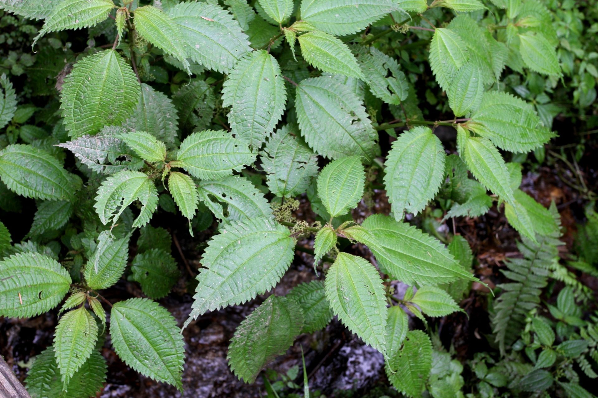 Chamabainia cuspidata — Urticaceae
