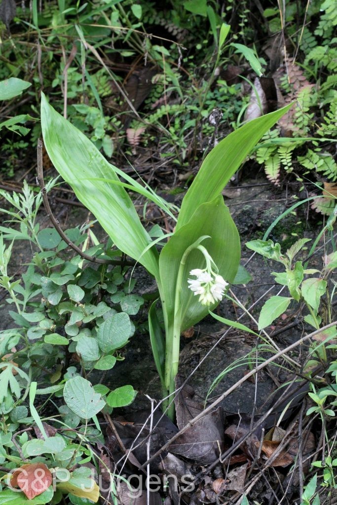Geodorum densiflorum ergebnis