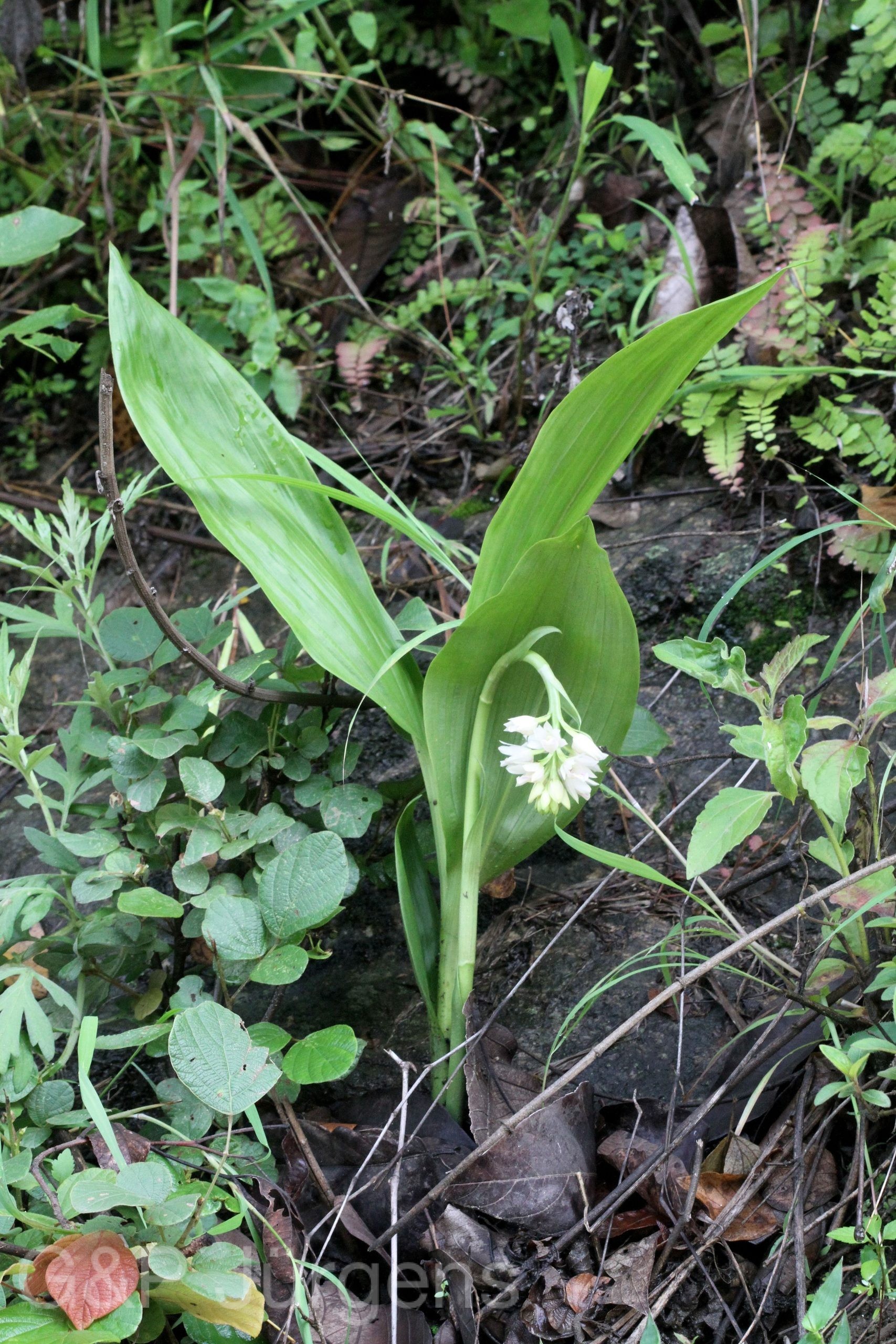 Geodorum densiflorum — Orchideaceae
