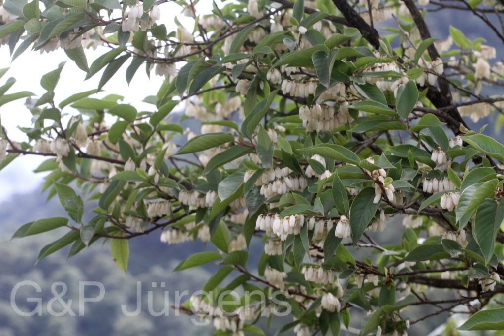 Lyonia villosa ergebnis scaled
